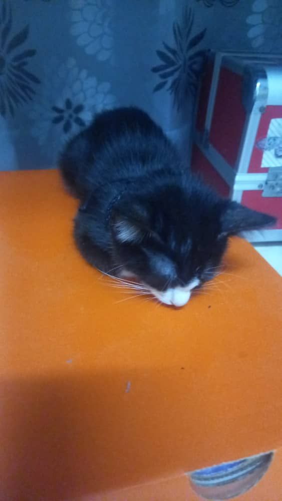 Angel - 81100, Johor Bahru