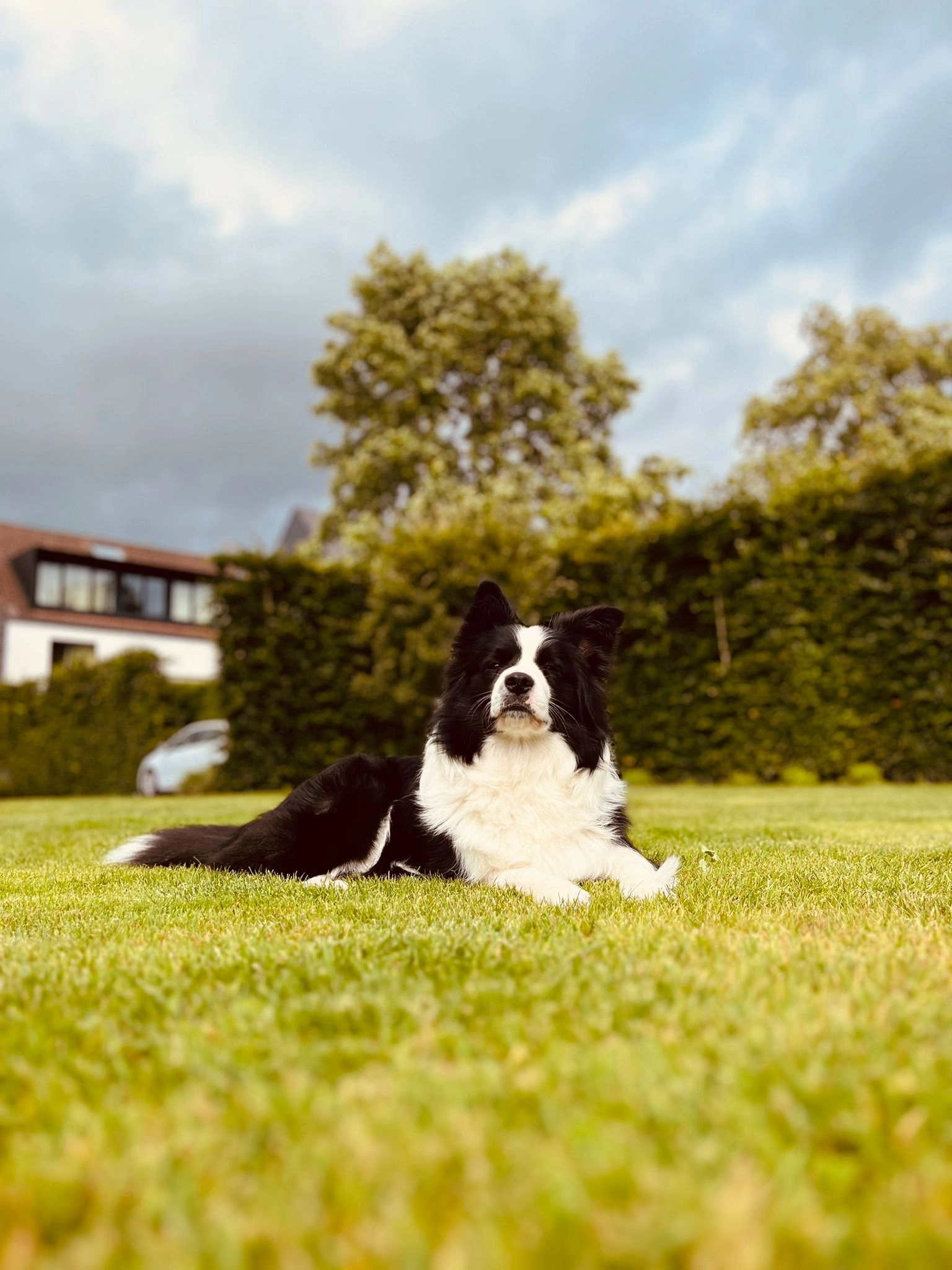 Jazz - Dorp, Bonheiden