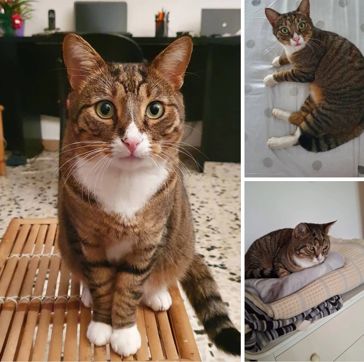 Tom - Via delle Ortensie, Livorno