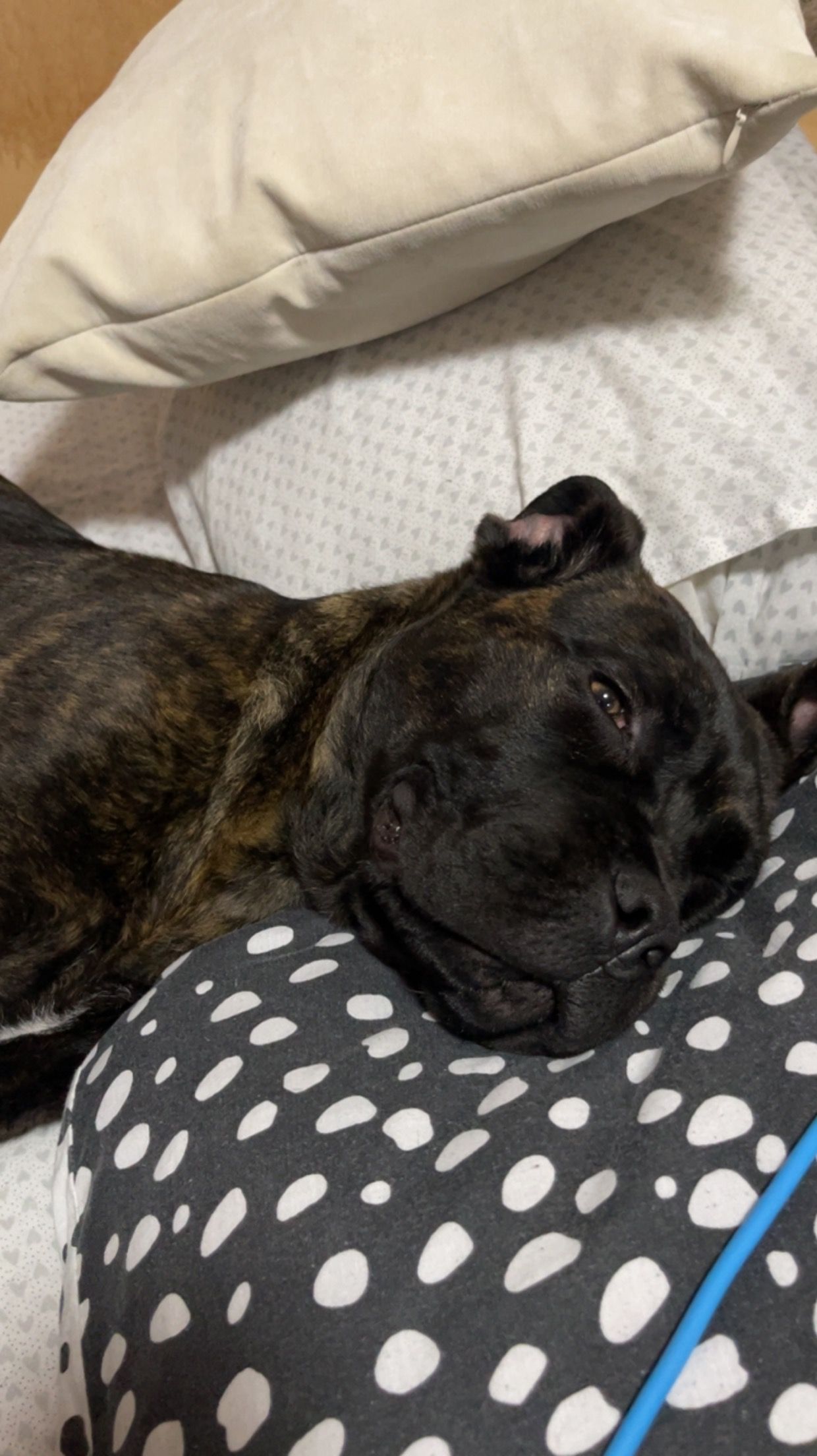 Alpina - Ballantine Place, Perth