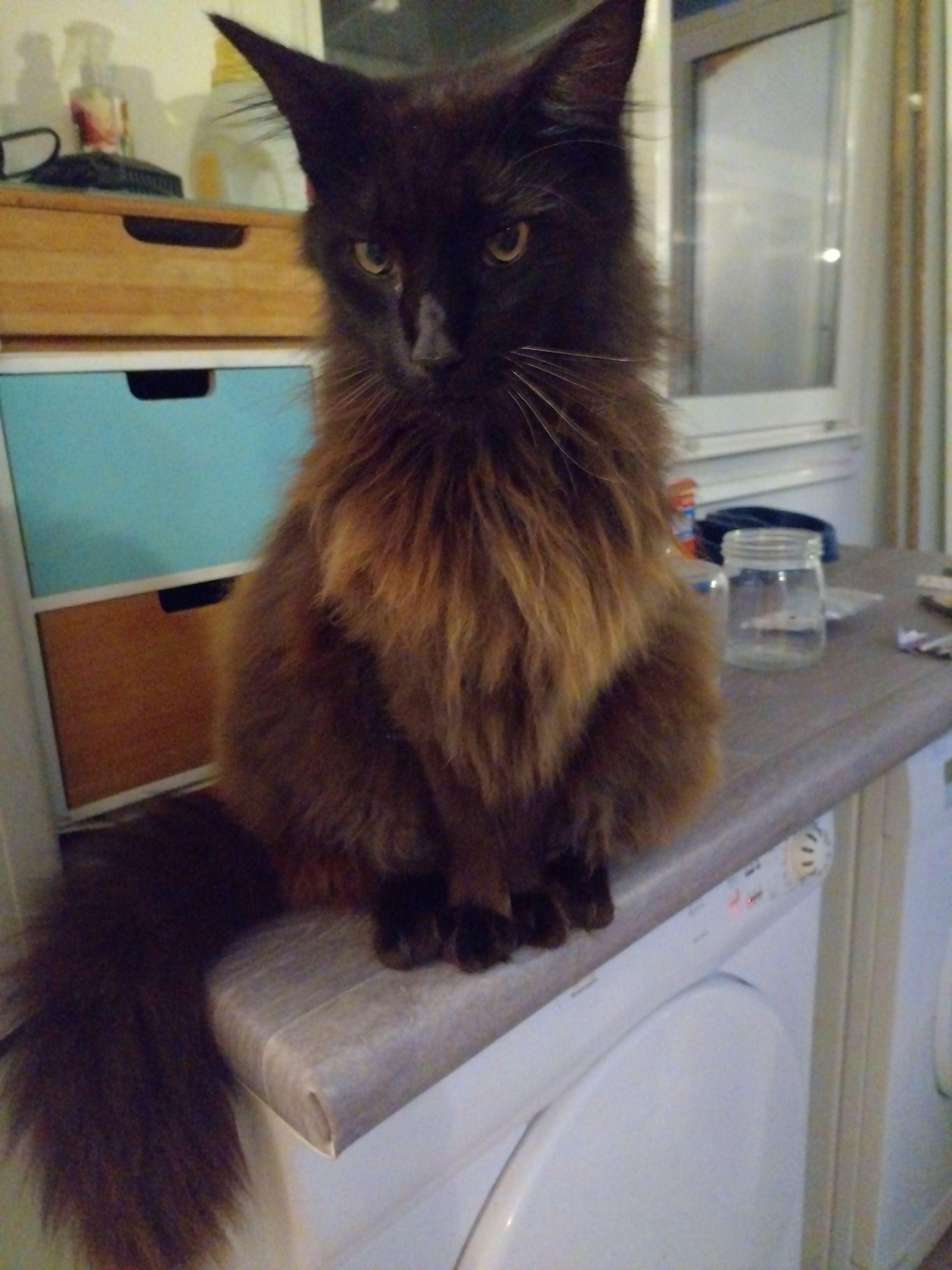 Blacki sont prénom de puce eTogo - Avenida De Montedor, Carreço