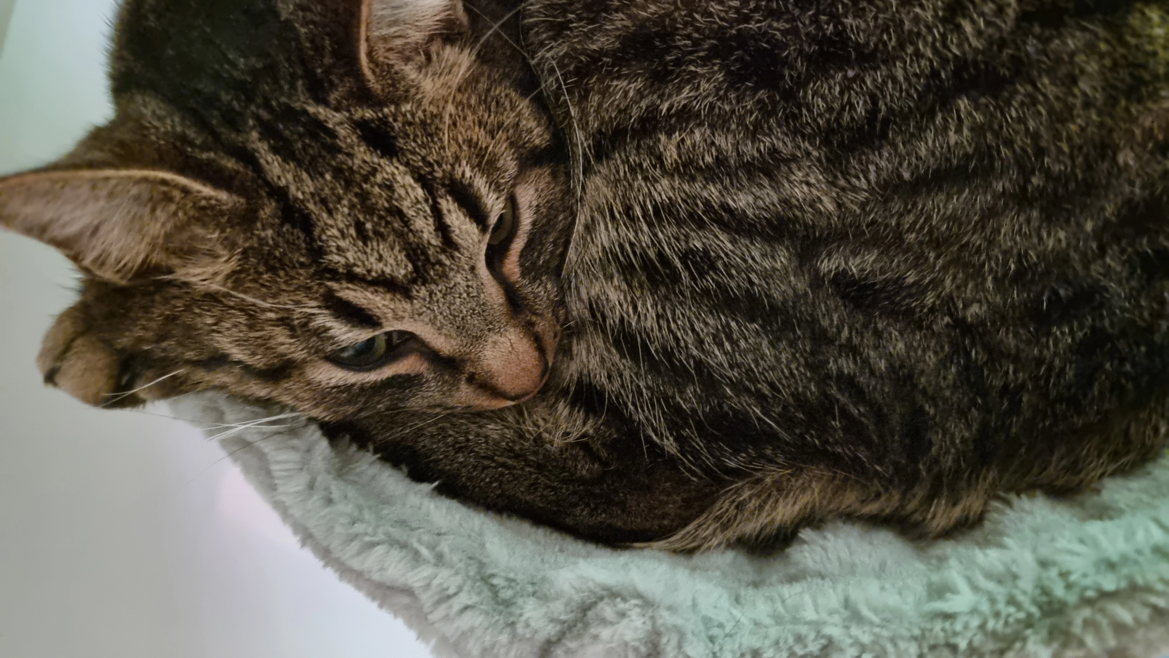 Findus    2 Jahre  - Schröderskamp, Itzehoe