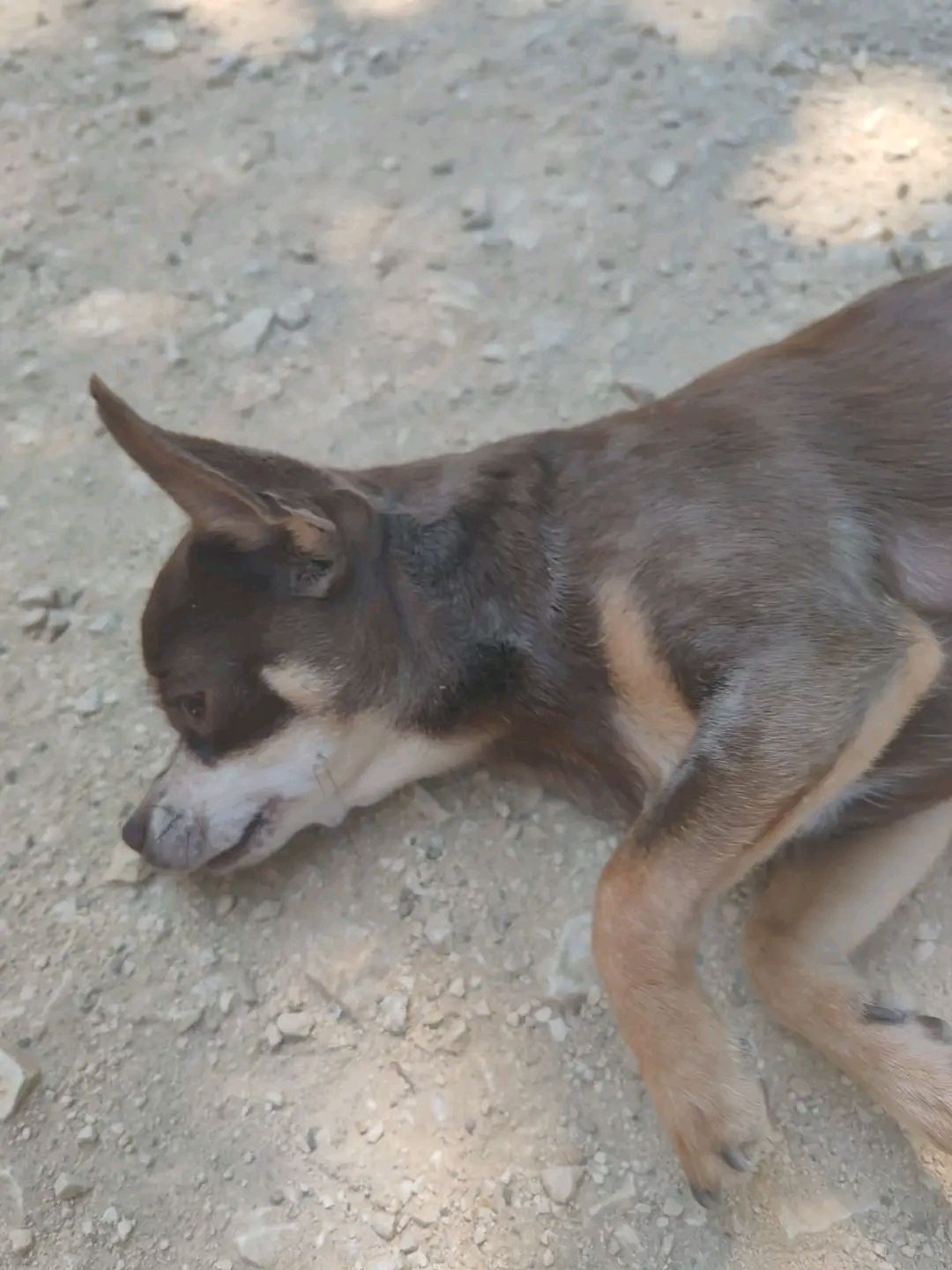 Petit Chien disparu  -  école sainte Marie - av.de la Mayre, Bagnols-sur-Cèze (30-Gard)