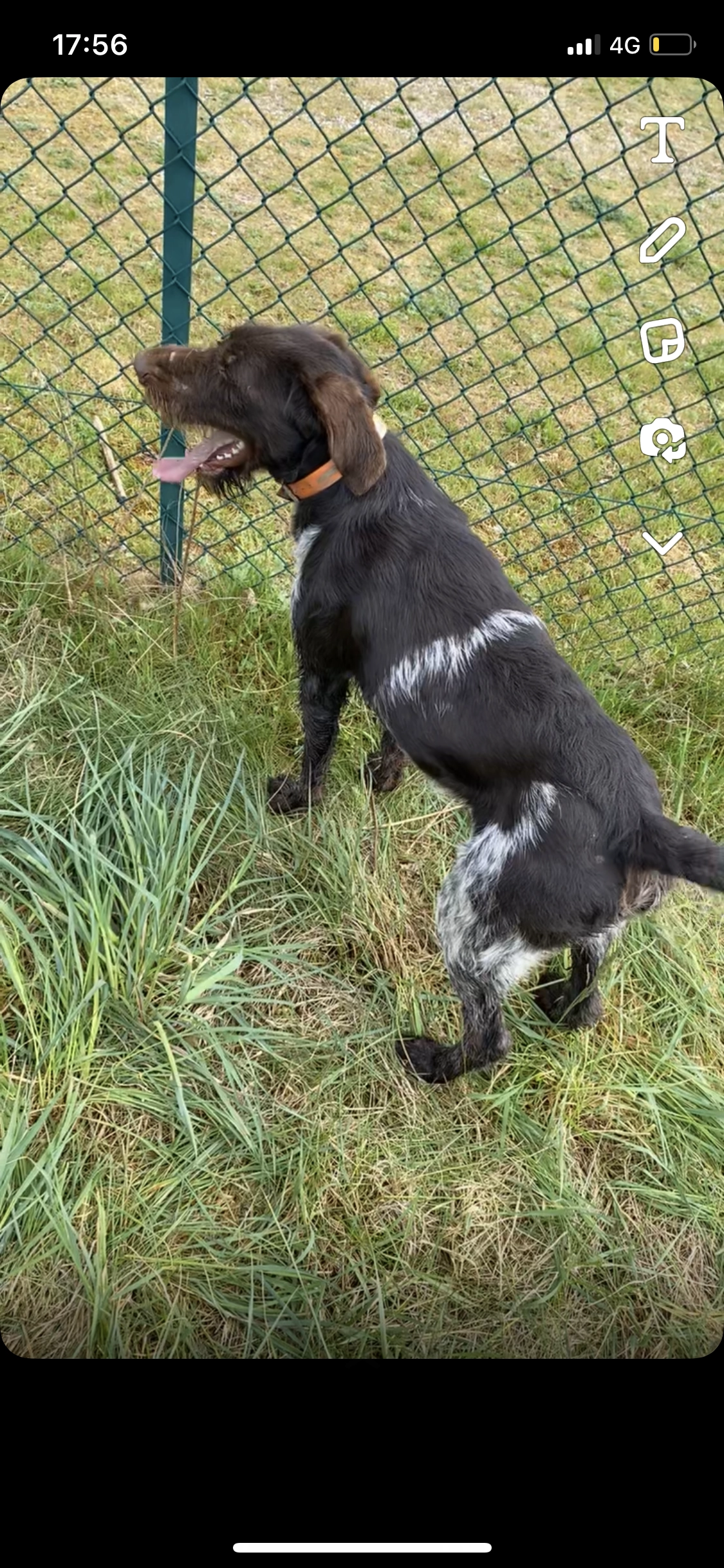 Falco - 125 Rue du Château Fiat, Haguenau