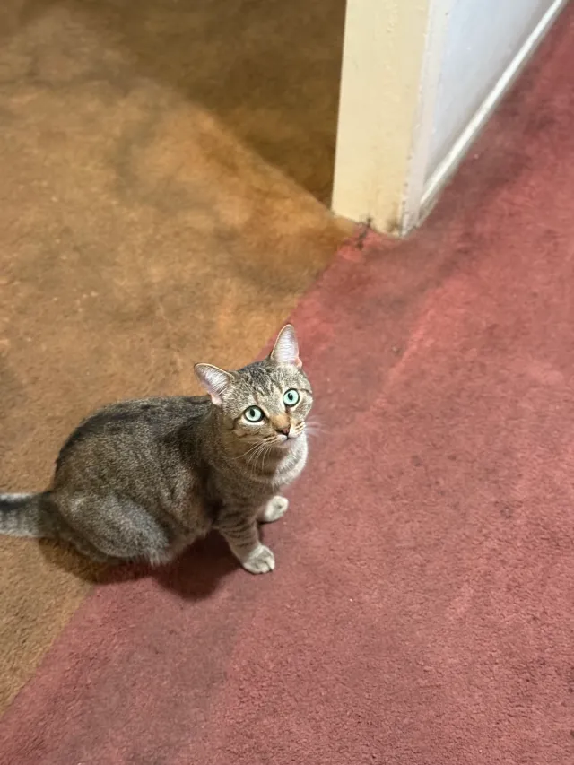 Sweetie - South Gunlock Avenue, Carson