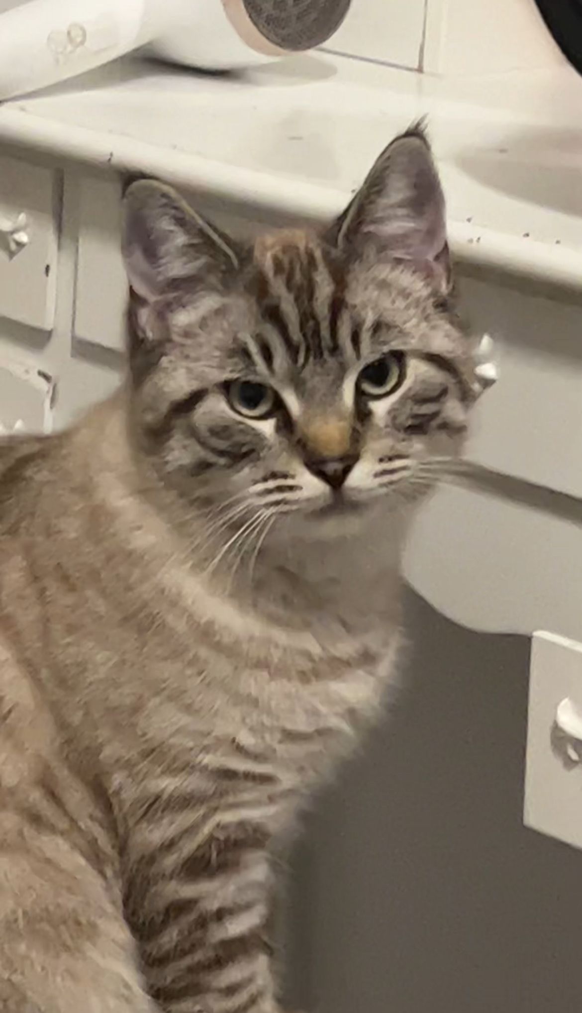 barsik - Auf dem Hoop, Neuenkirchen