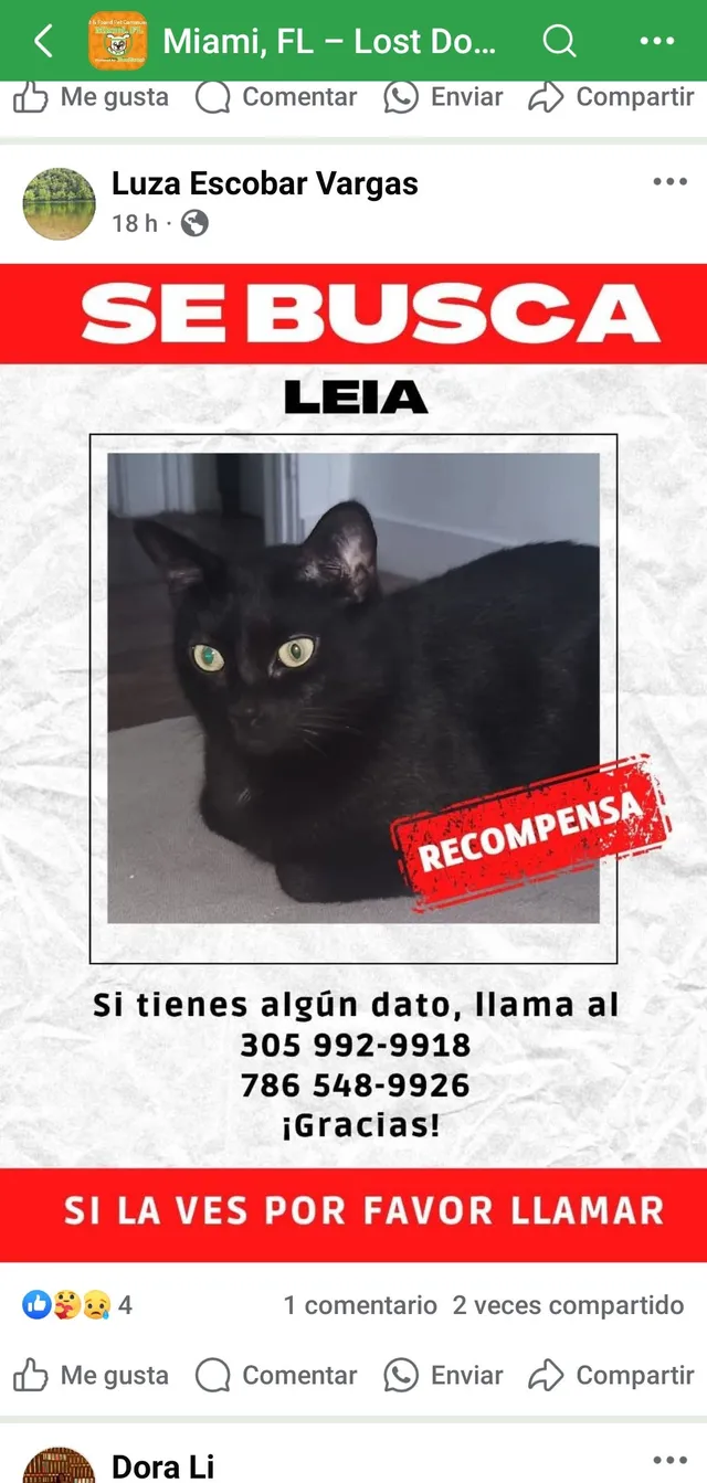 Leia - Northwest 7th Street, Miami