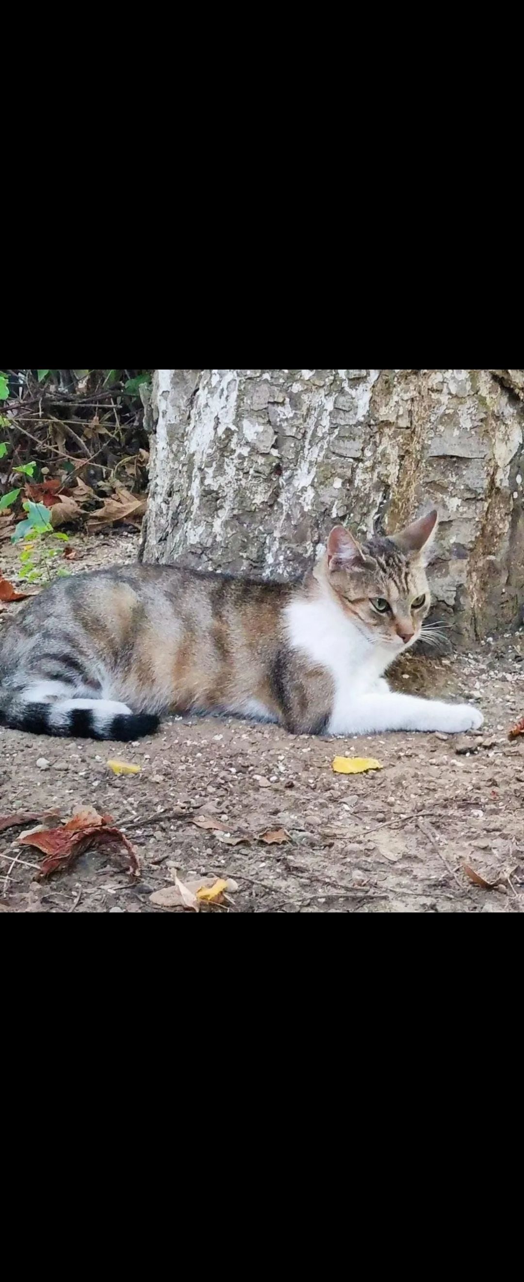 Maty - Strada Înfrățirii, Tunari