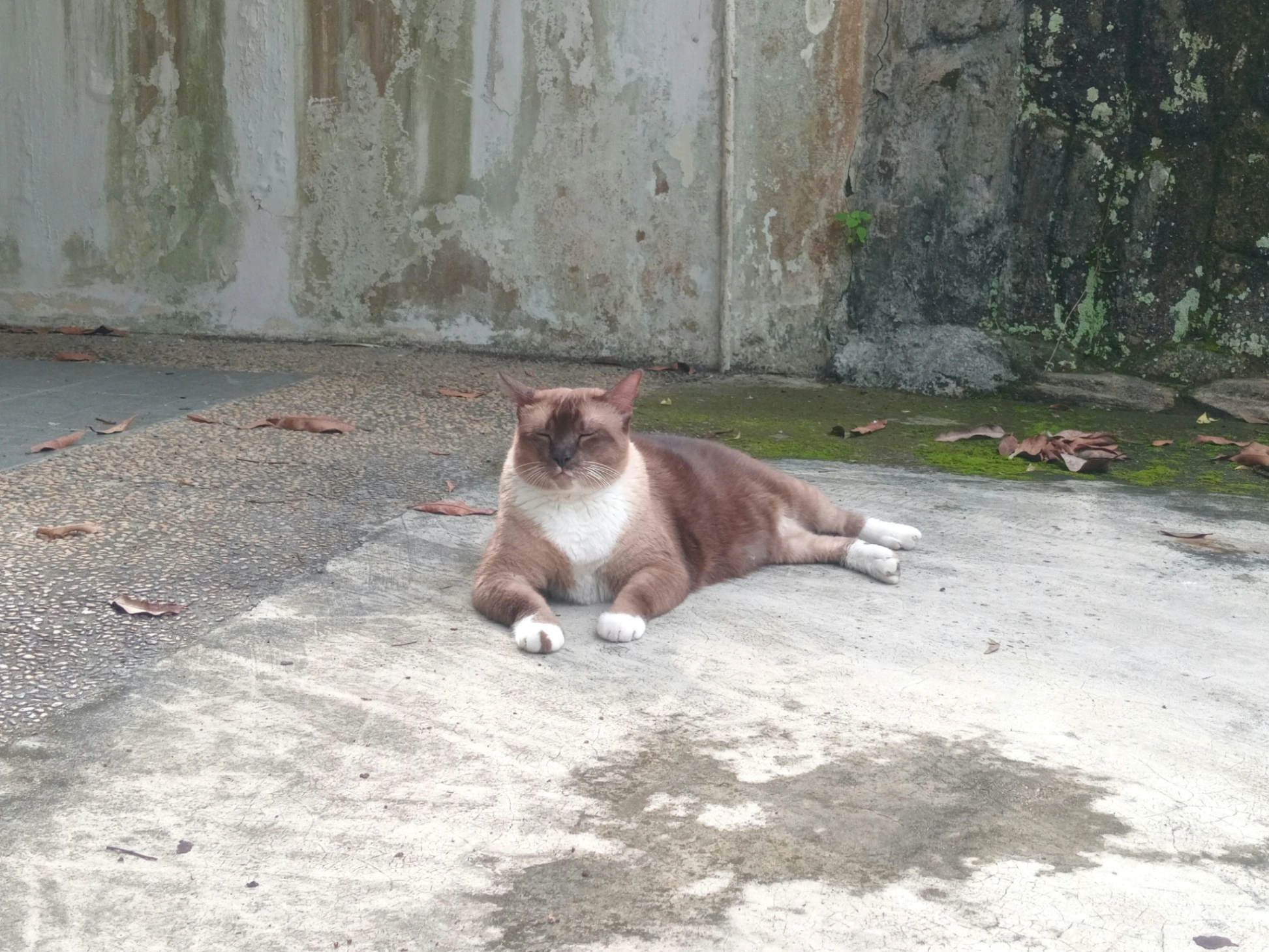 Momok - Jalan Ketapang, Taman Tasek