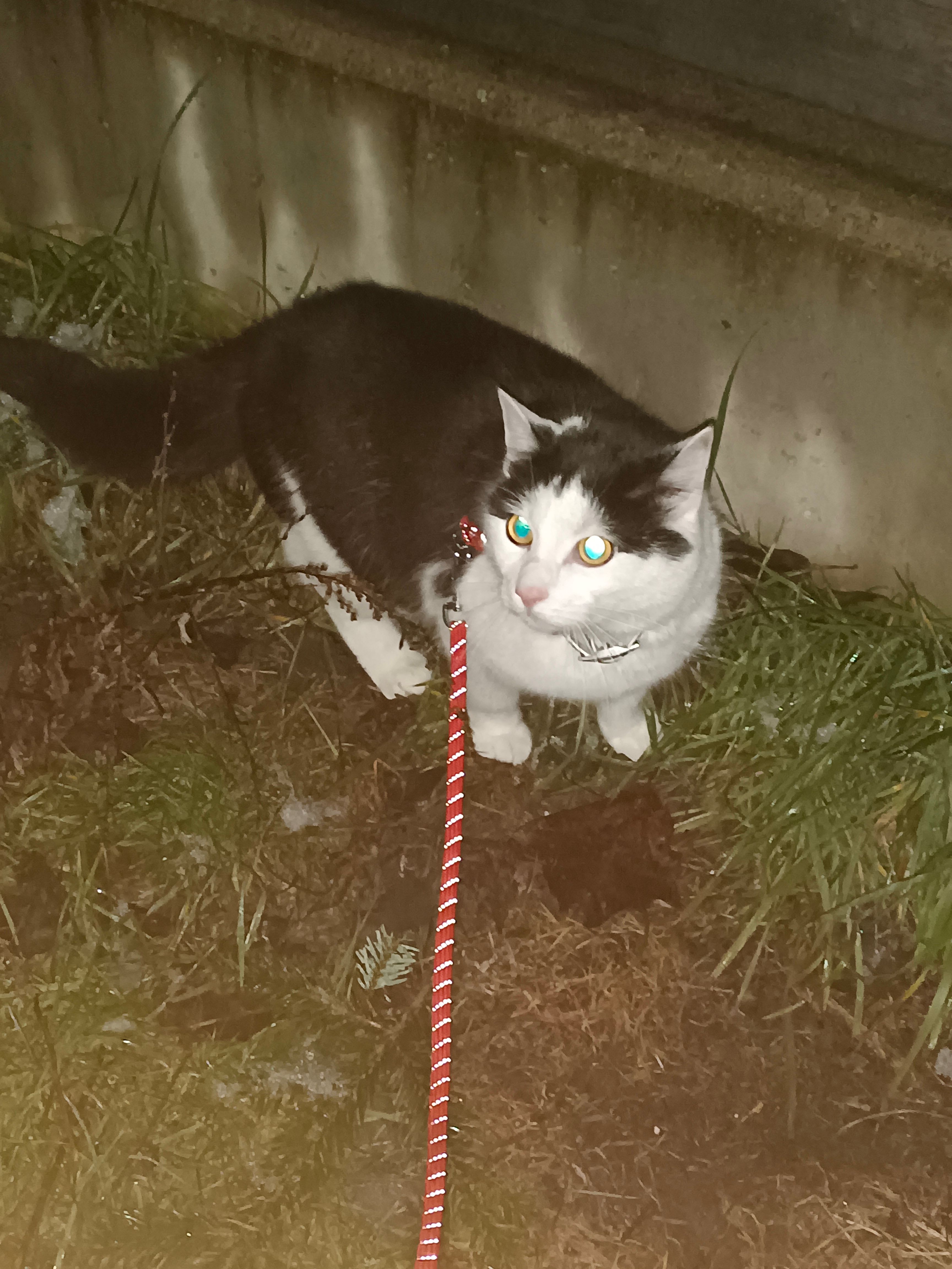 Bruce  - Vorstadtweg, Horn