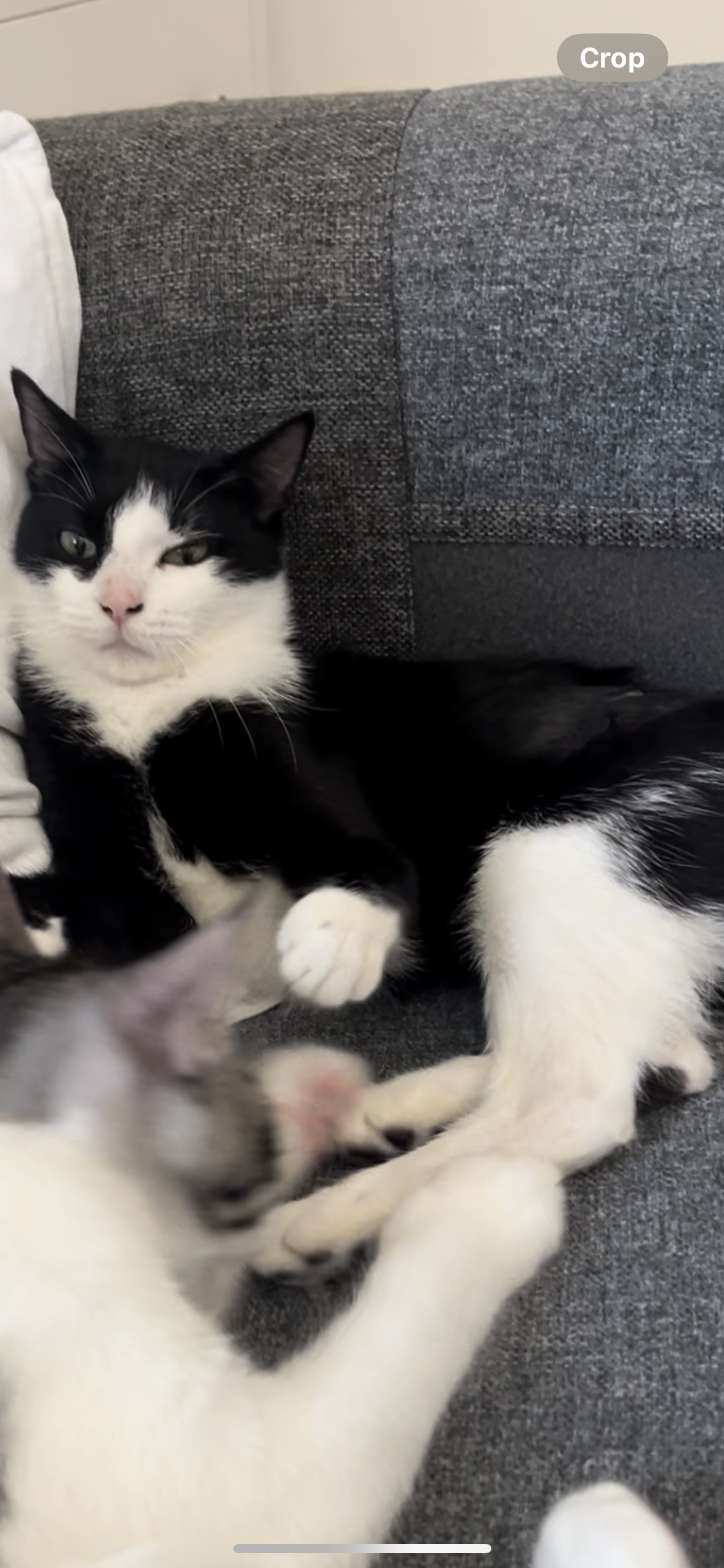 cookie - Glacis Road, Gibraltar