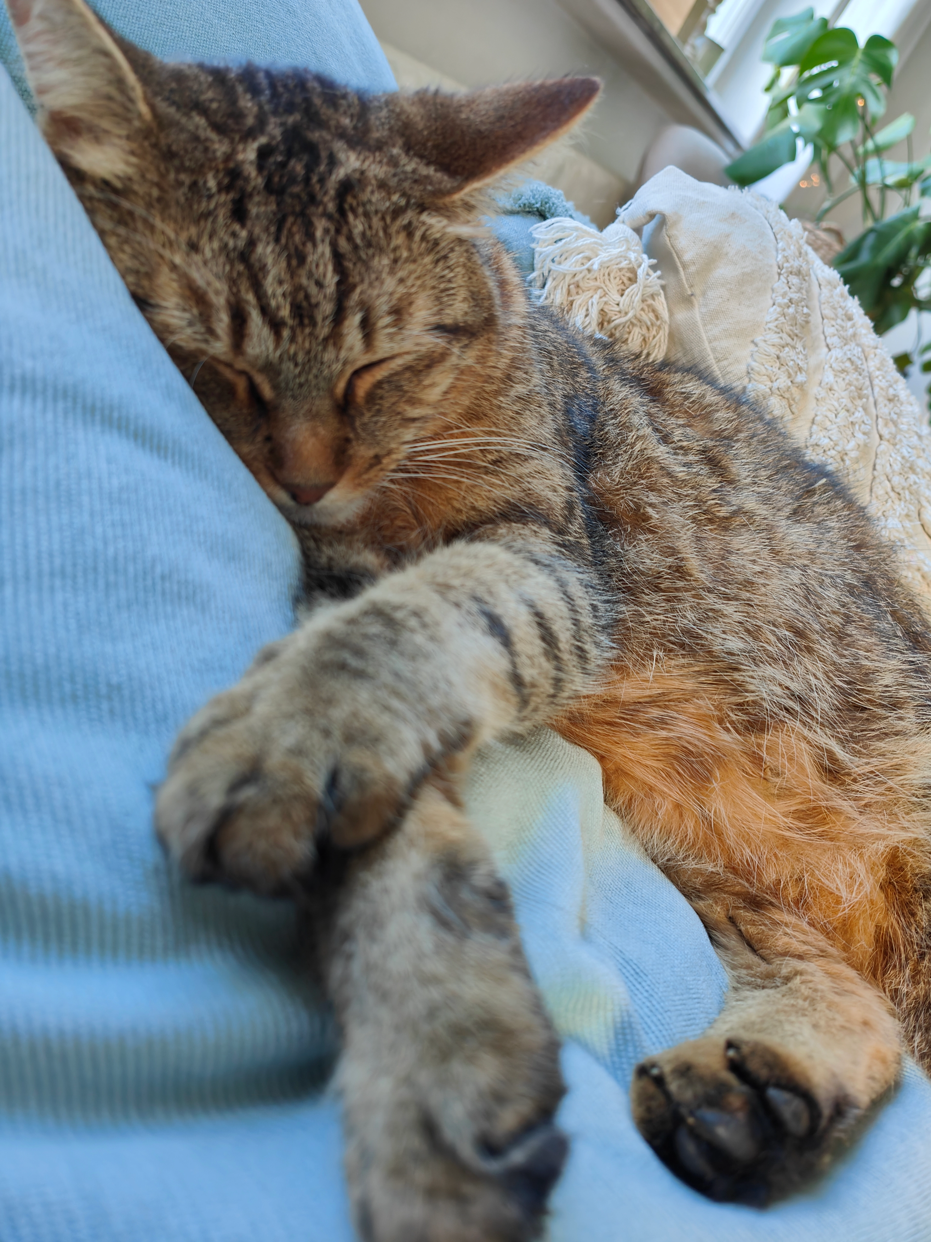 Nala - Eulenweg, Euskirchen