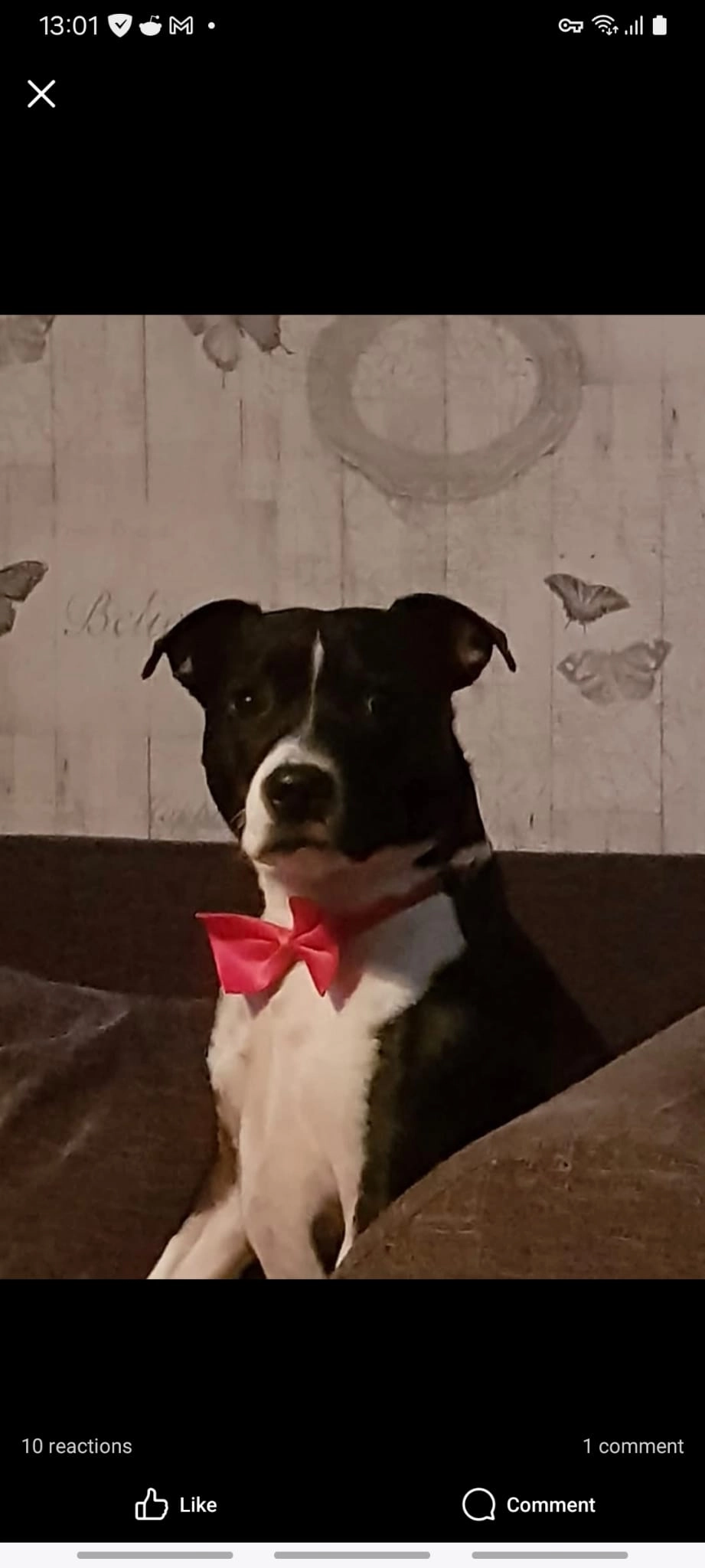 Robbie - Northcourt Road, Worthing