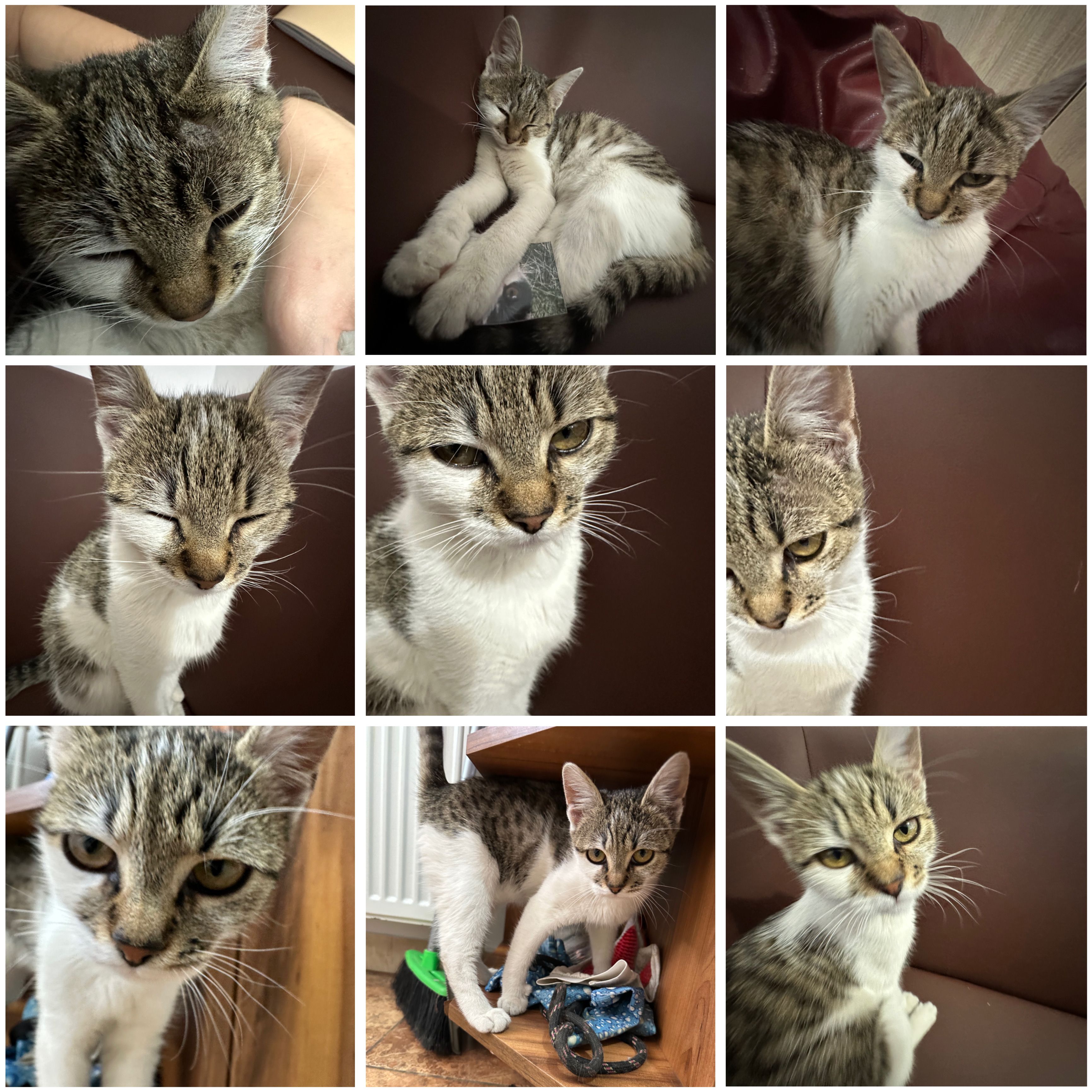 Murok /Morcov - Strada Avram Iancu 178 ,langa banca transilvania, Florești