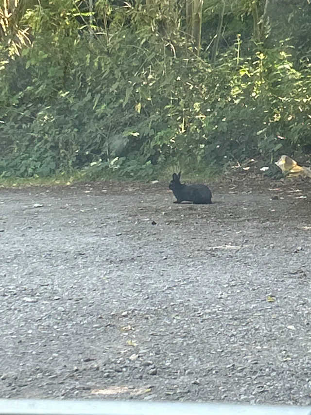 Black rabbit - White Hill, Rickmansworth