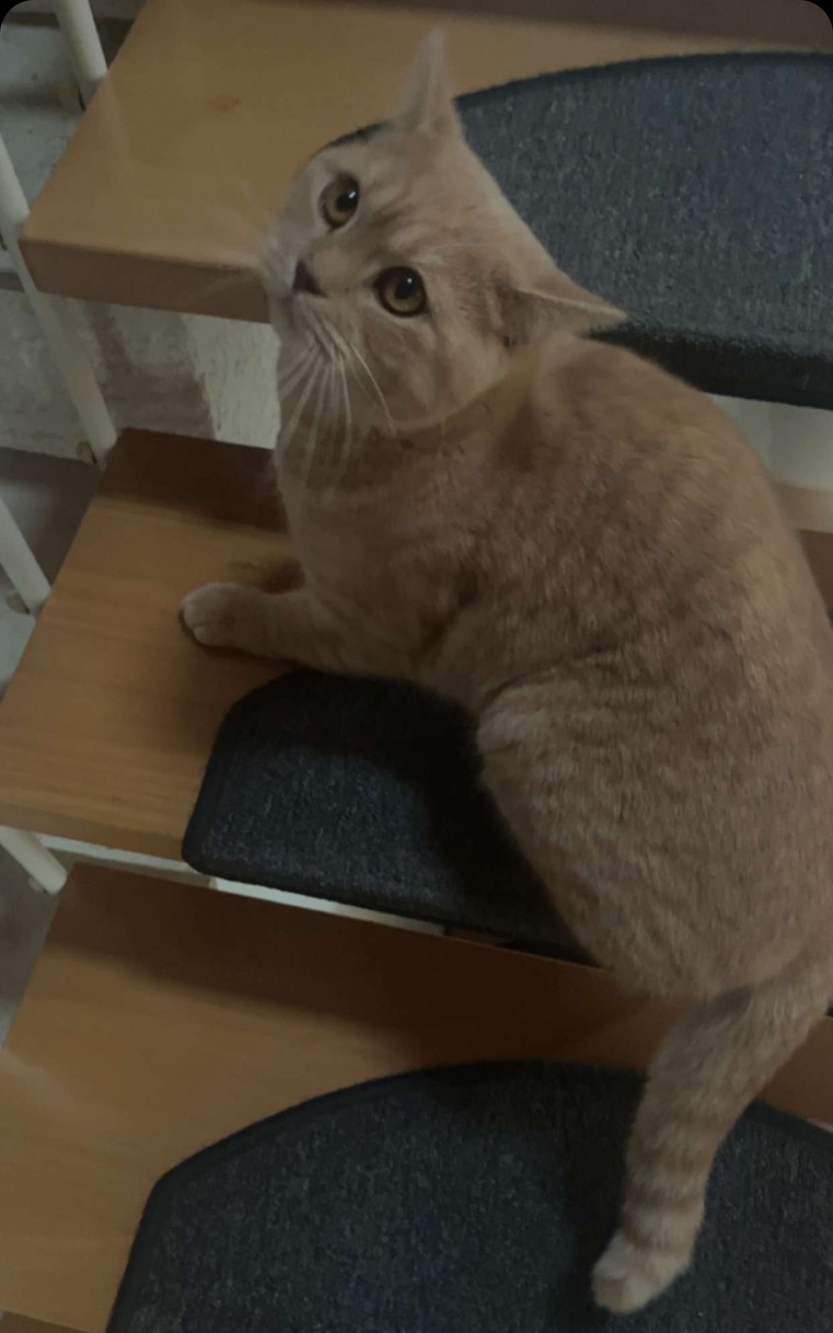 Sammy  - Gefällerweg, Pirmasens