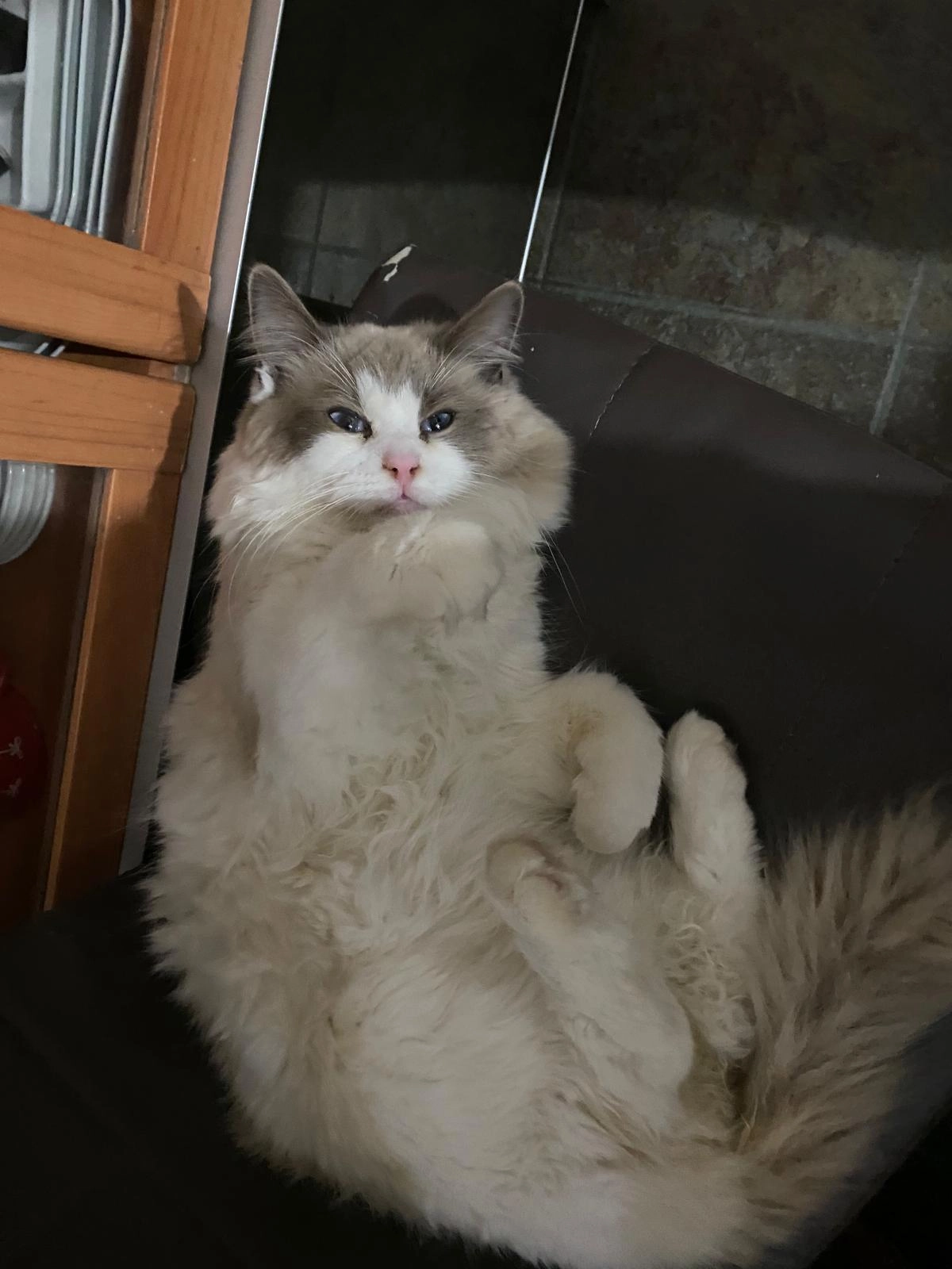 Simba  - Via Ettore Ponti, Milan