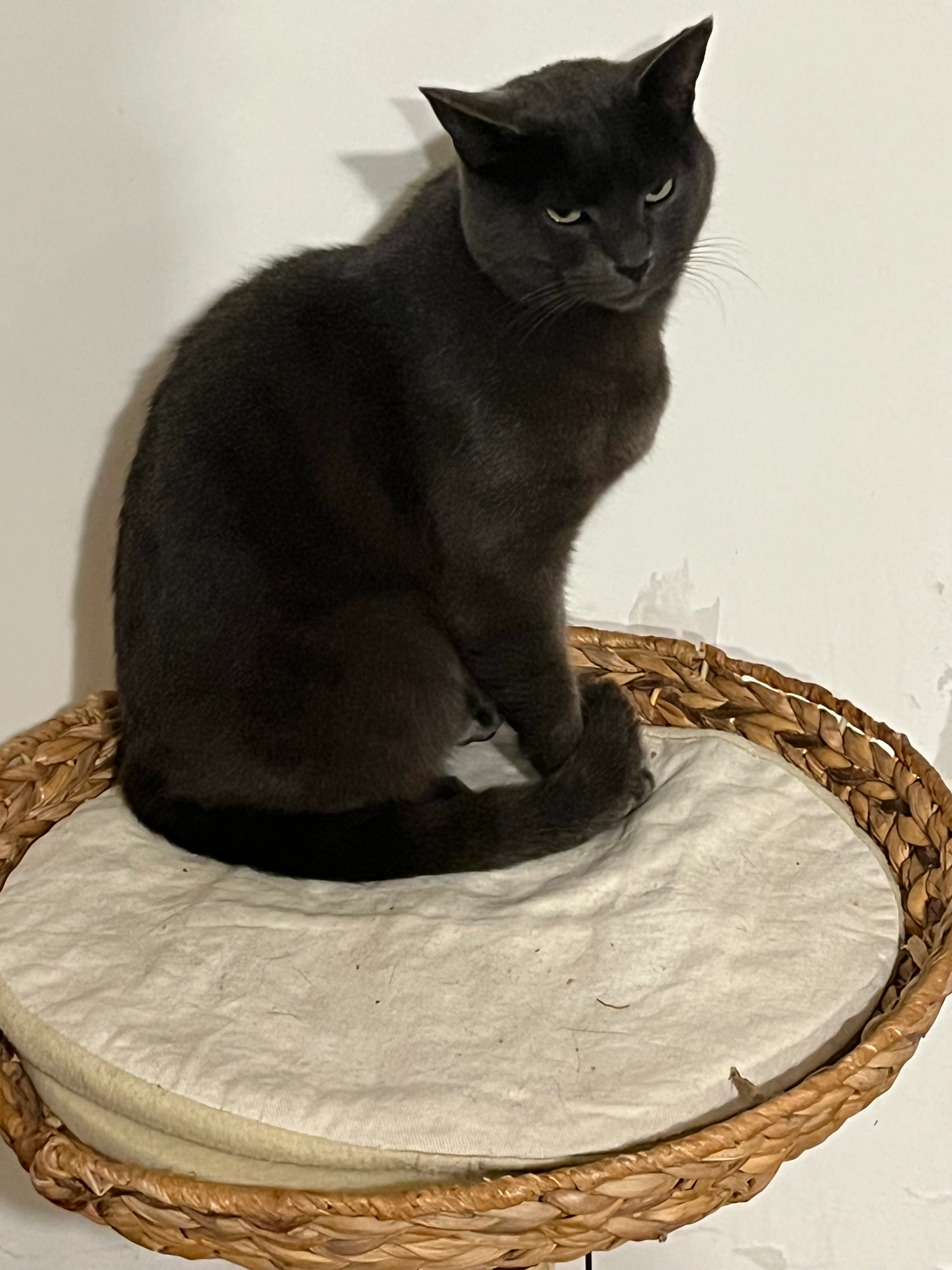 Kiki - 47180, Meilhan-sur-Garonne