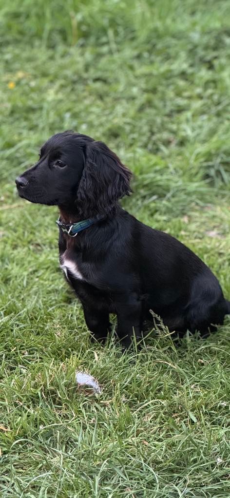 Dobby - Main Street, Peterborough