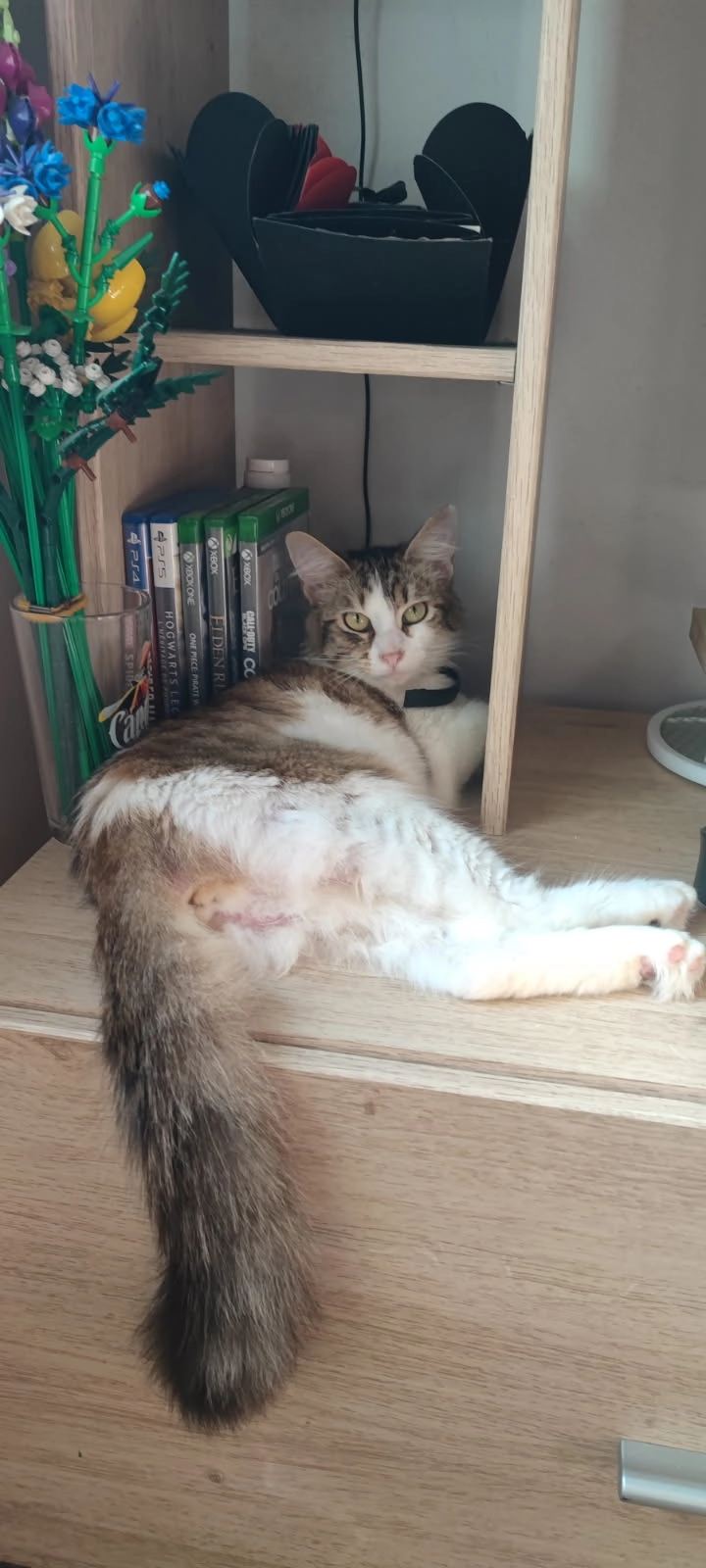 Nami - Rue Jean Perrin, Niort