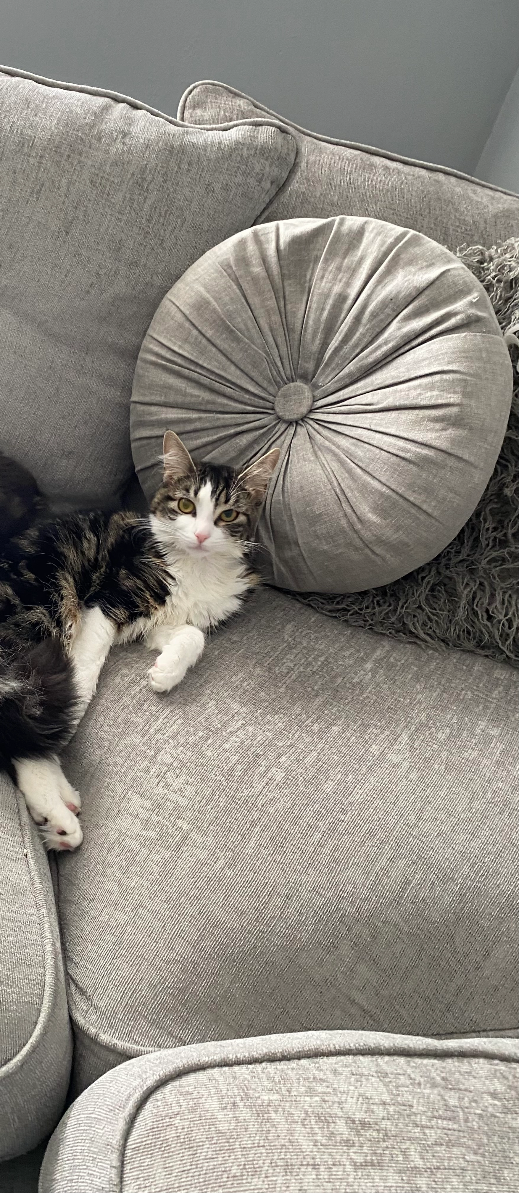 Missy - Hickory Avenue, Colchester