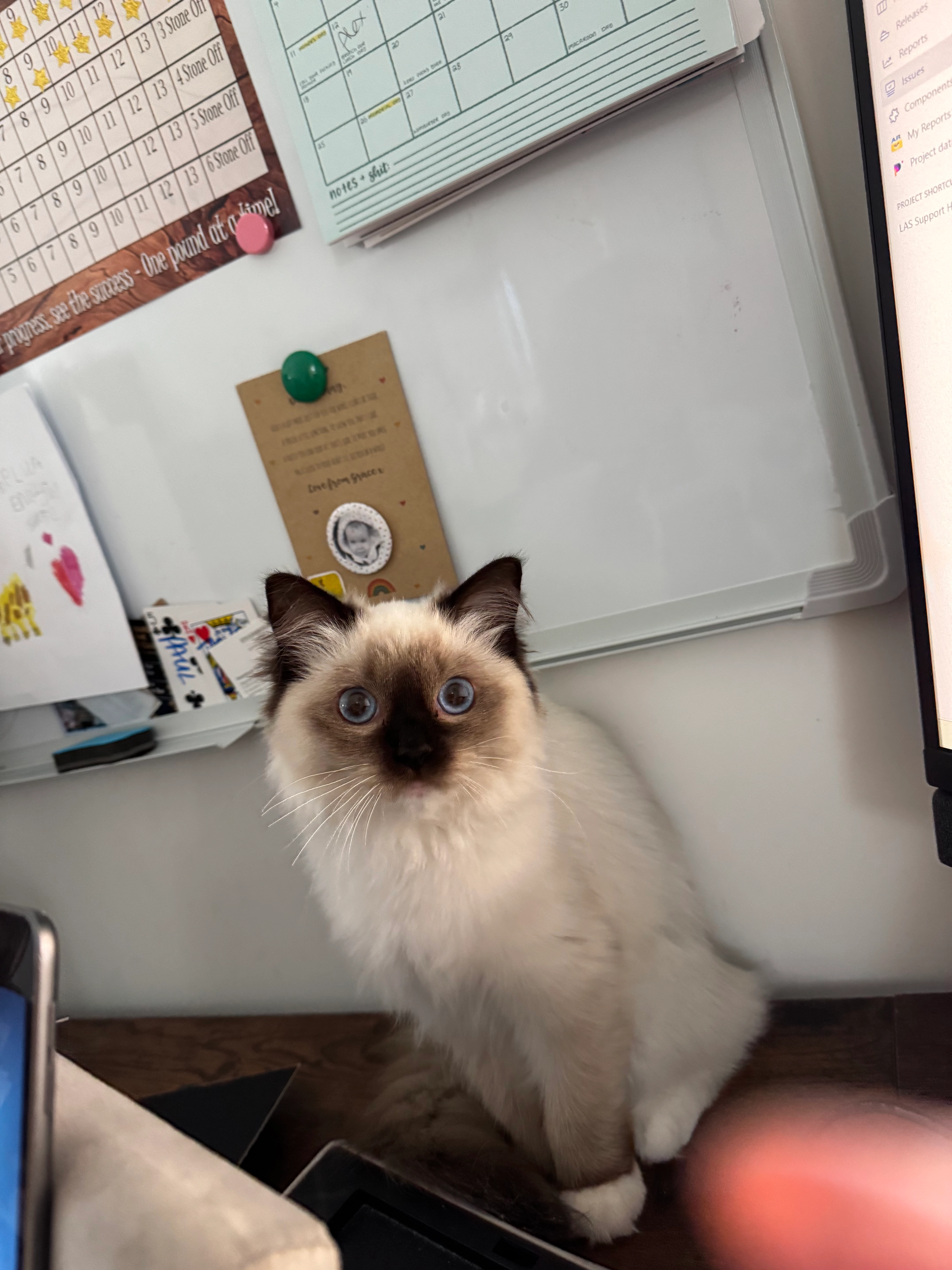 Mittens  - Borstal Hill, Whitstable