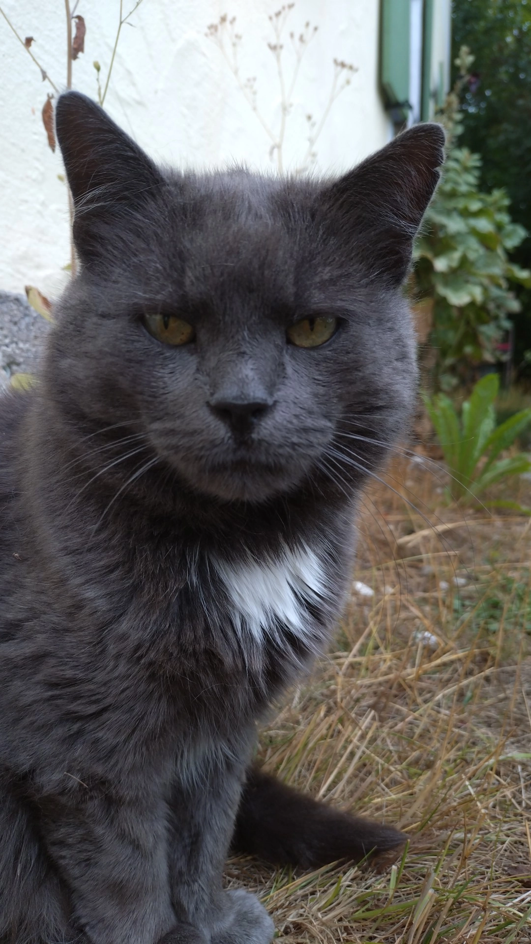 Cello - Kirchhaldengasse, Burggen