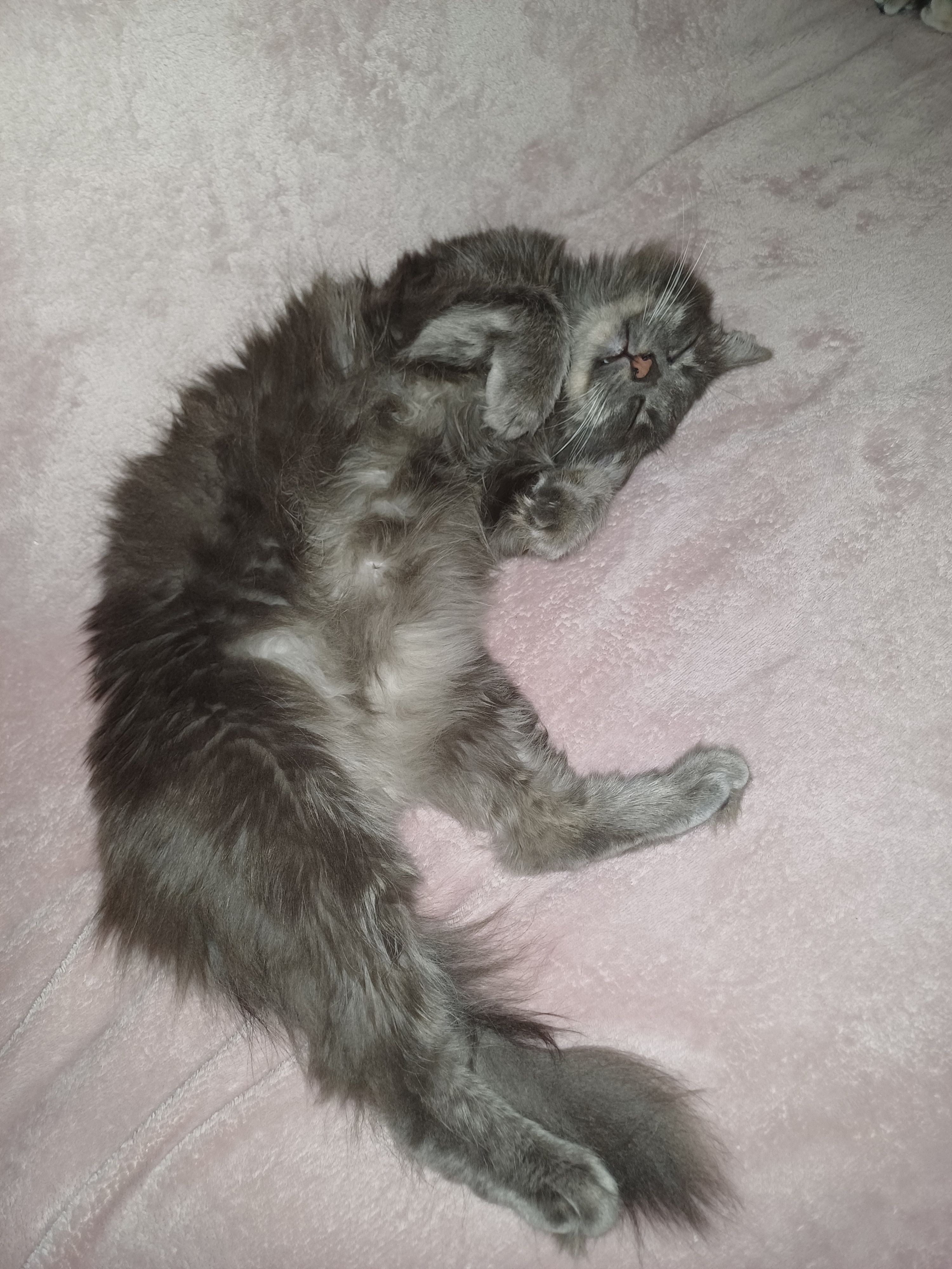 Thor - Avenue Maréchal Foch, Yvetot