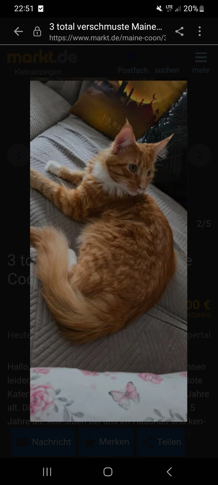 Missing Cat - Katharinenstraße, Eisenach