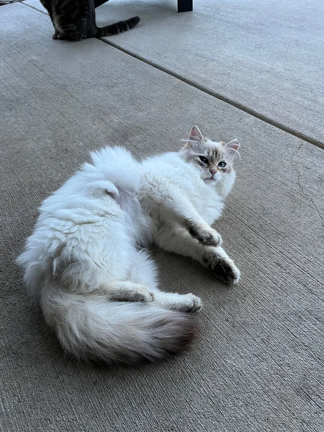 Ghost - Baron Hill Ct, Fort Wayne