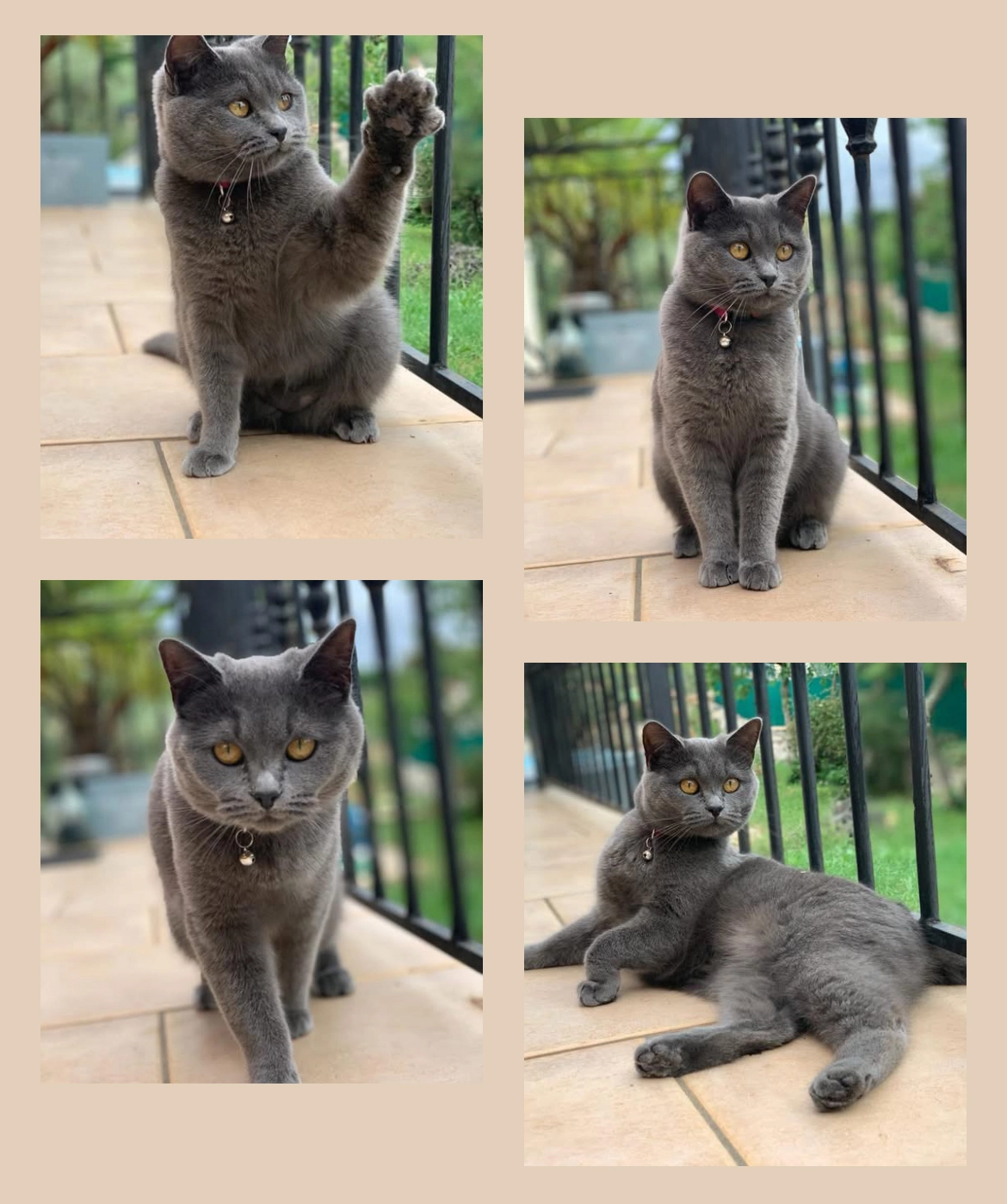 Joy - Impasse des Écureuils, Brignoles