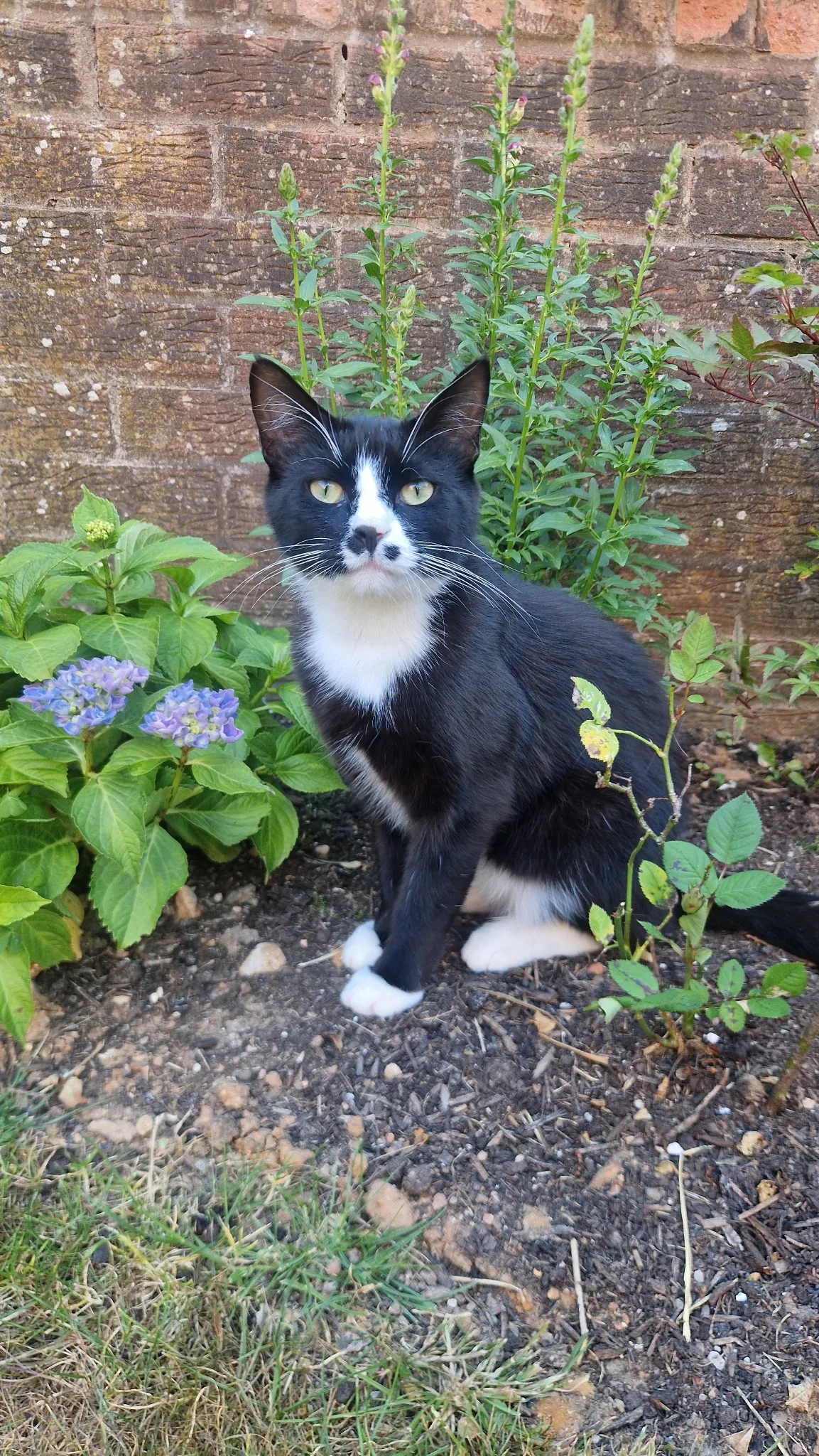 Bernie - Taylor Close, Ottery Saint Mary