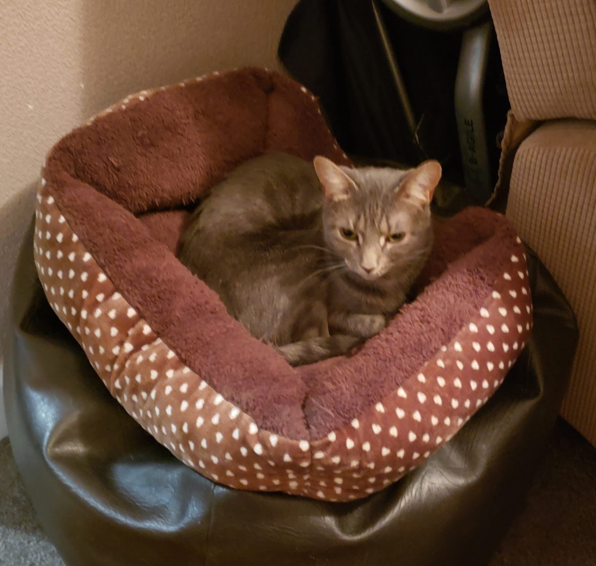 Misty - Charity farm caravan park , Bridlington