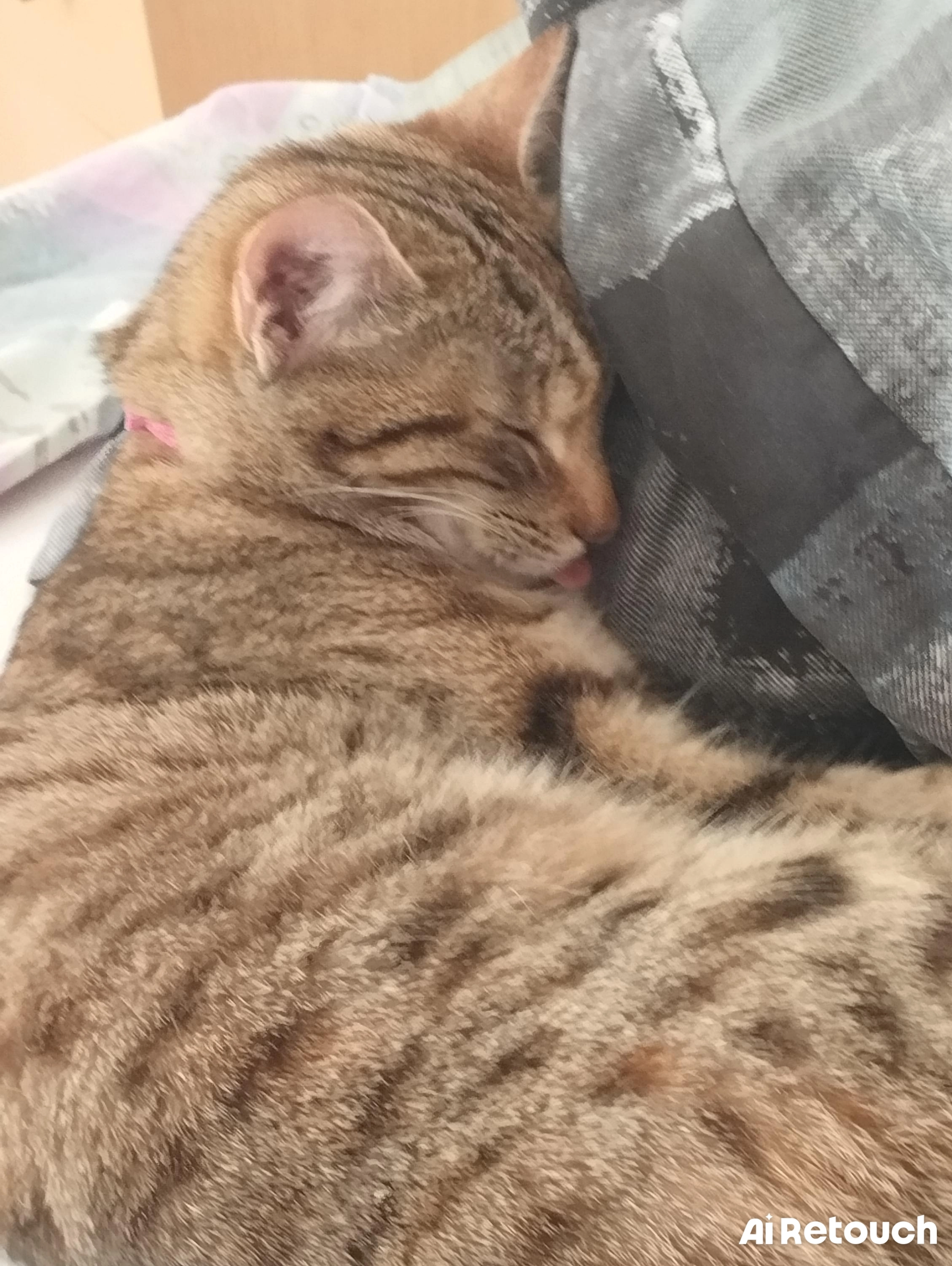 Kitty - Eulenstraße, Mödrath