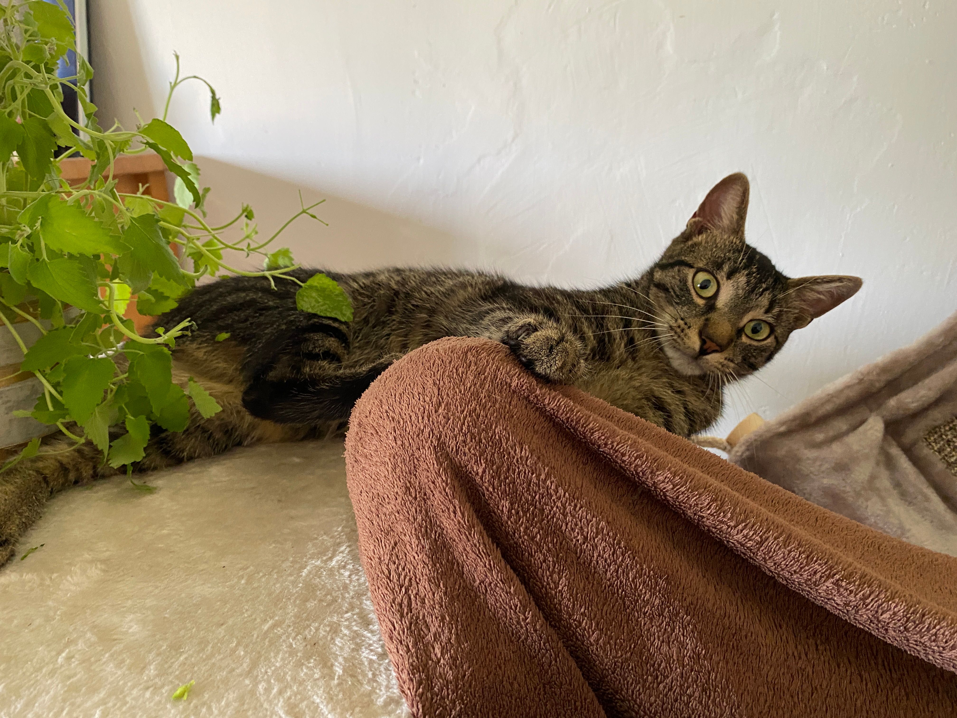 Woody - Rattelsdorfer Straße, Breitengüßbach