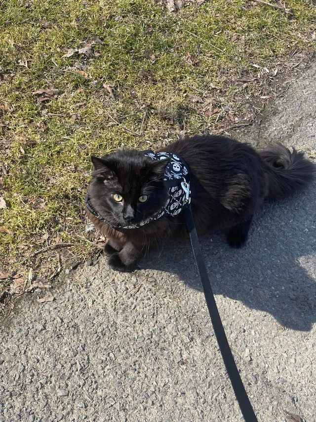 Binx - Illick's Mill Road, Bethlehem