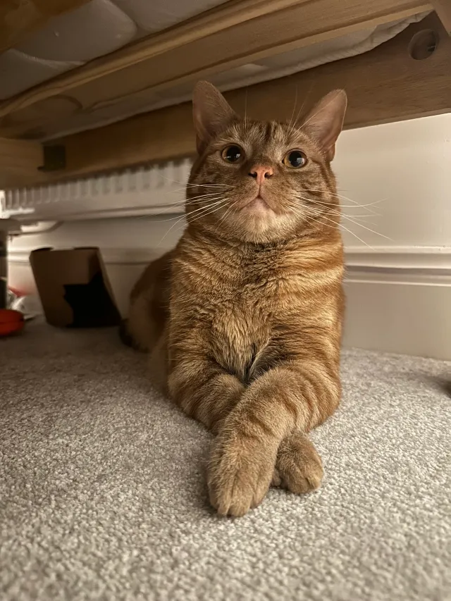 Gus - Shenstone Drive, Ipswich