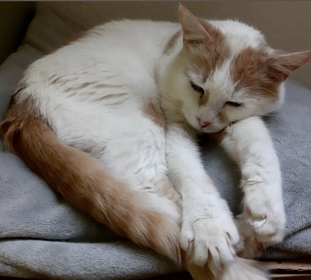 Nugget's - The Mill, Cloondara