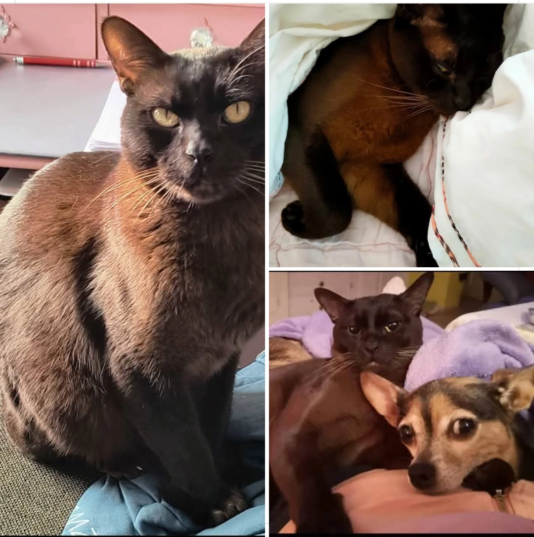 Sevyenty / Sevi - Ochsenmarkt, Brunsbüttel