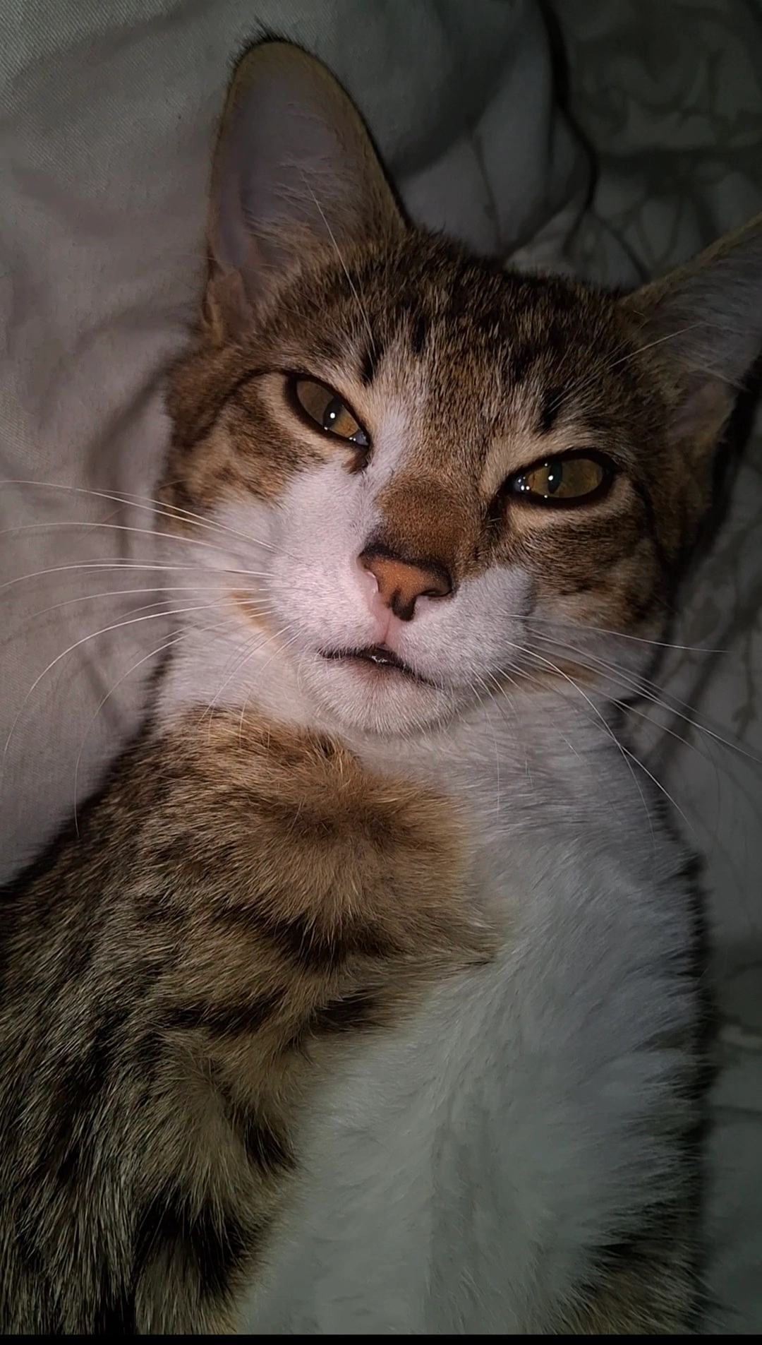 Mimi / Honbu  - Andreas-Hofer-Straße 58, Lienz