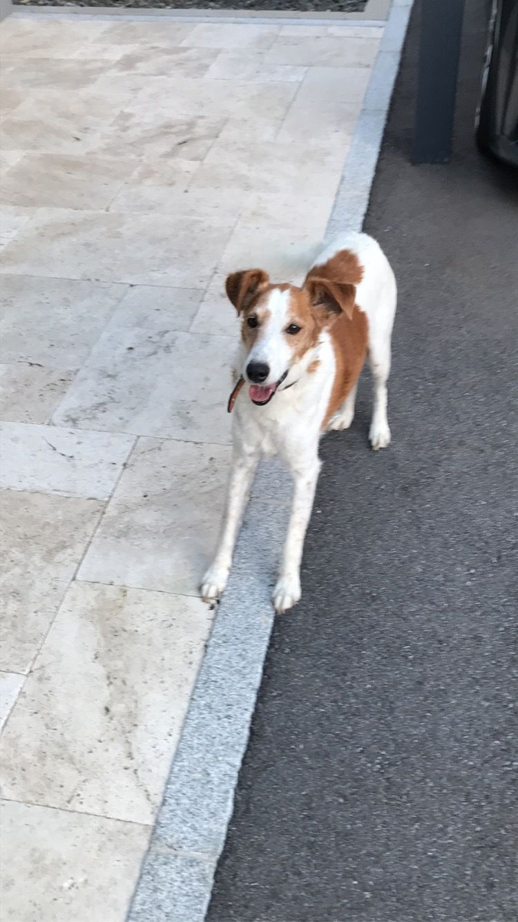 Milo - Fröhlichgasse 52, Werndorf