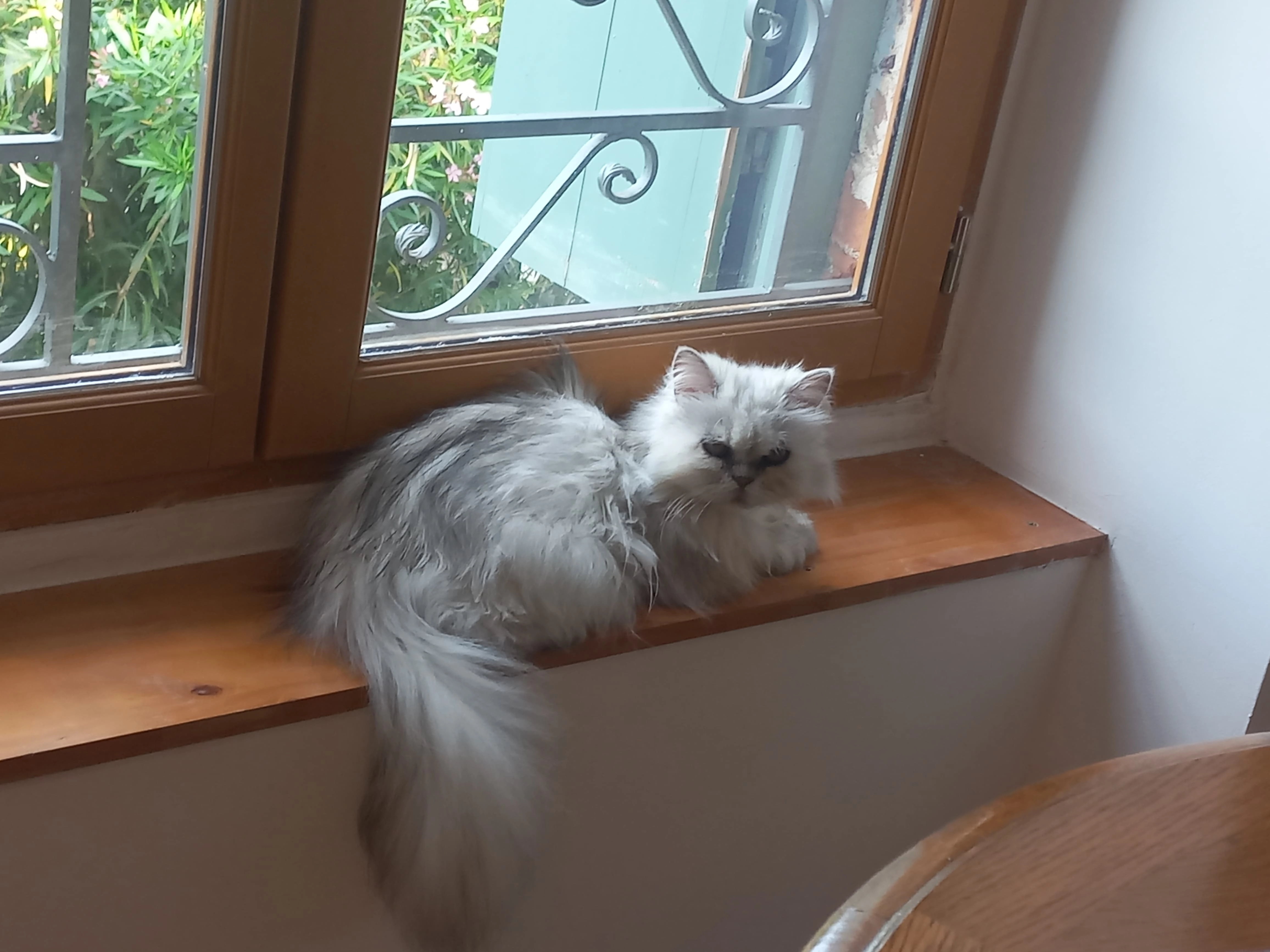 Loulou - 17500, Jonzac