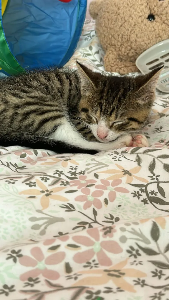 Zeke - Acorn Close, Ashford