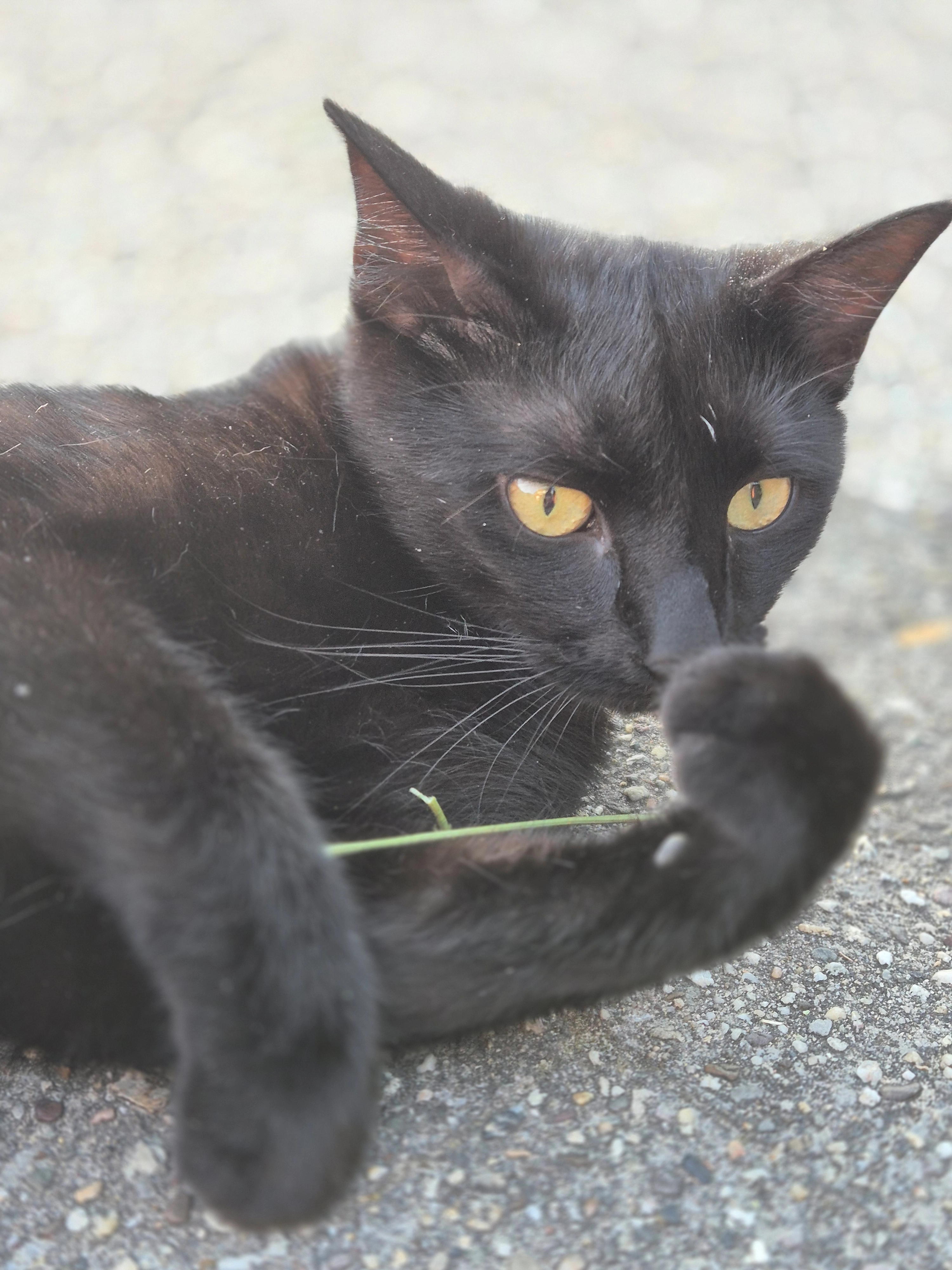 Katerchen - Wittgeistkamp, Nottuln