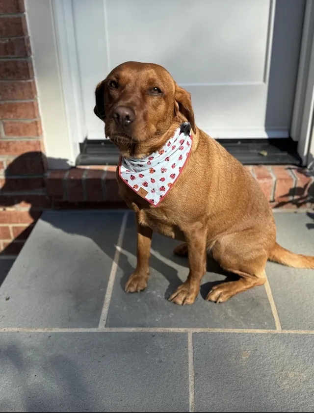 Annie - Bethesda Ln, Bethesda