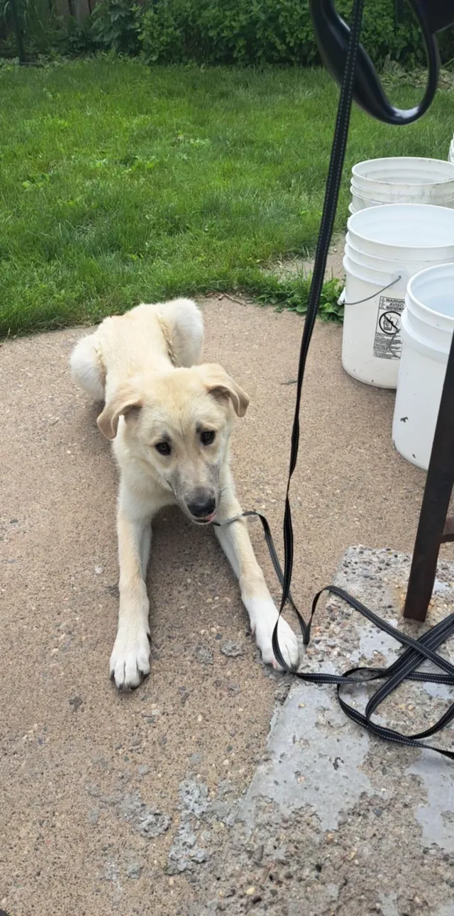 Bella - 1164 White Bear Ave N, Saint Paul