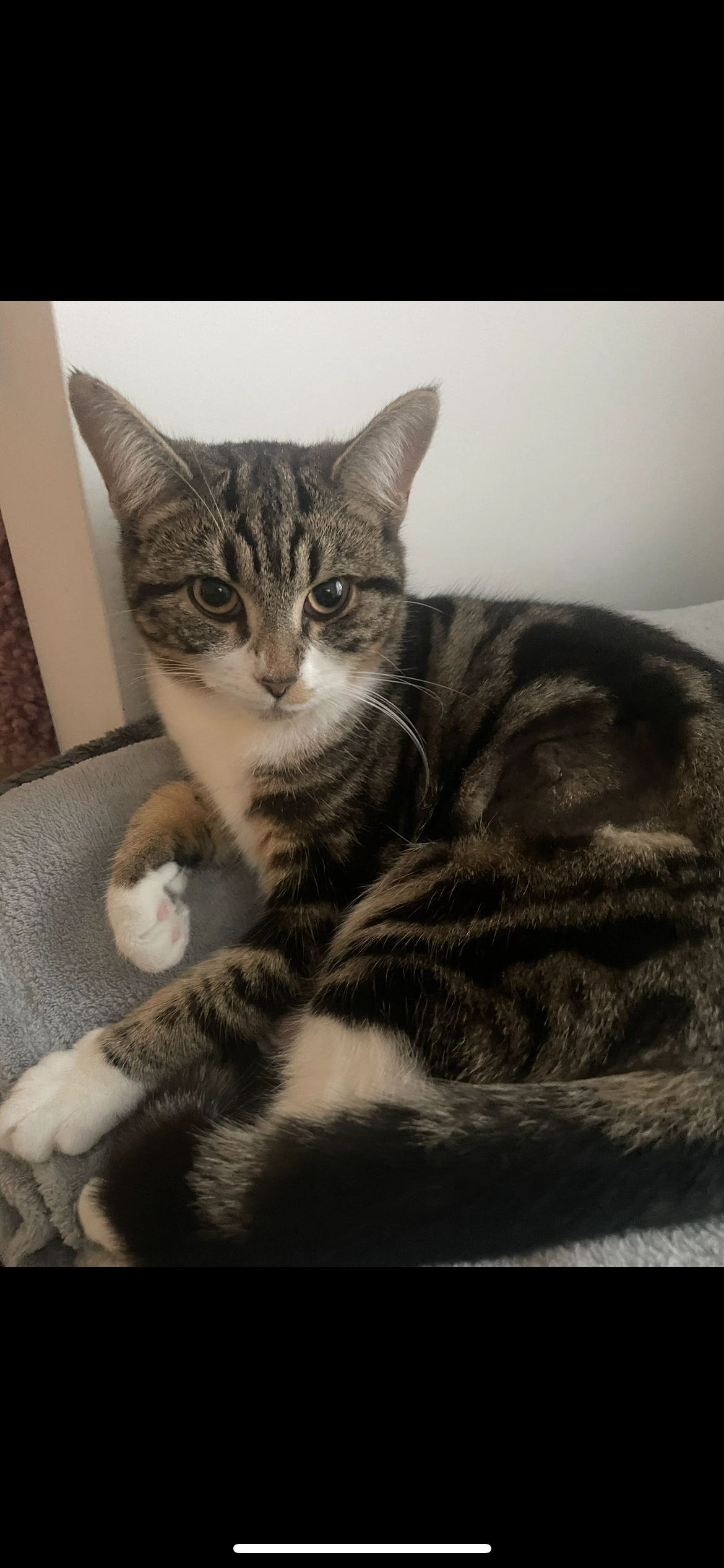 ROSE - Spitfire Road, Southam 