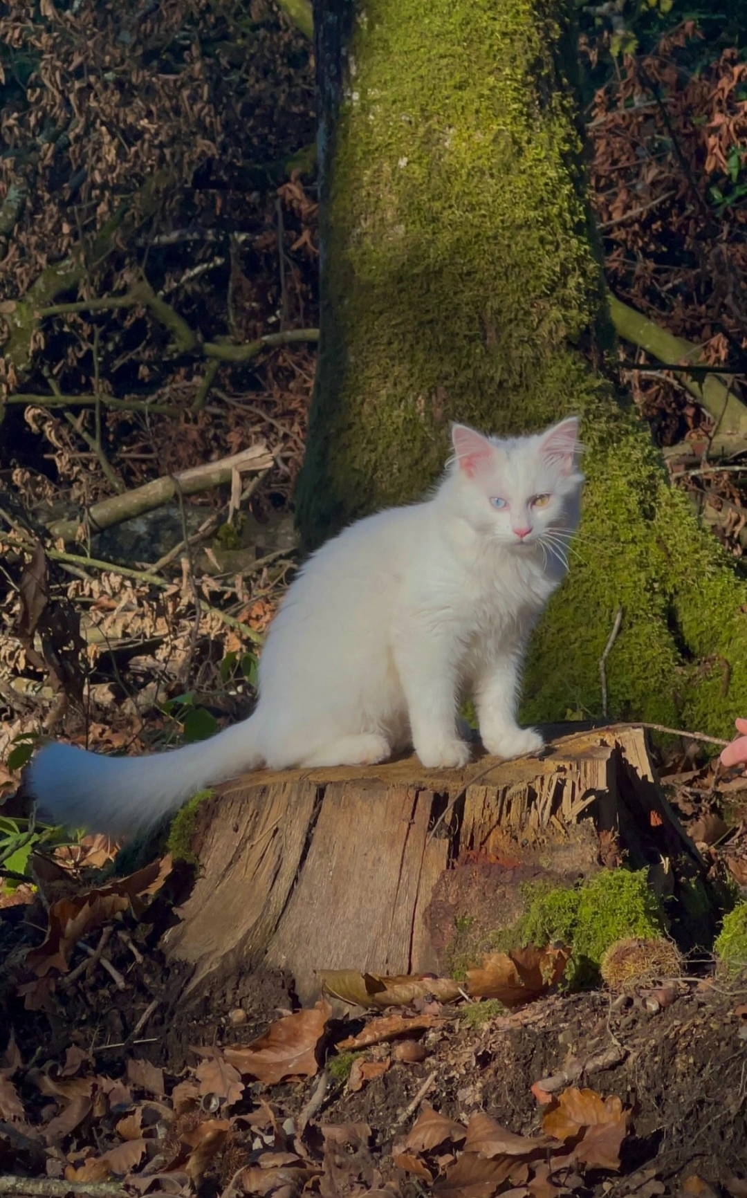 Coton-tige - 5 Hameau du Bois de Soeuvres, Vern-sur-Seiche
