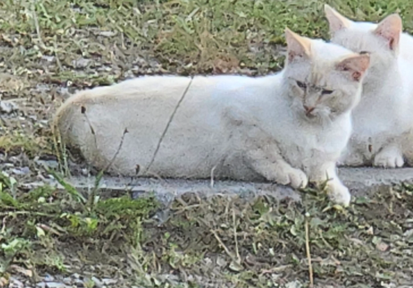 Thor - Bois Tonnin, Binche