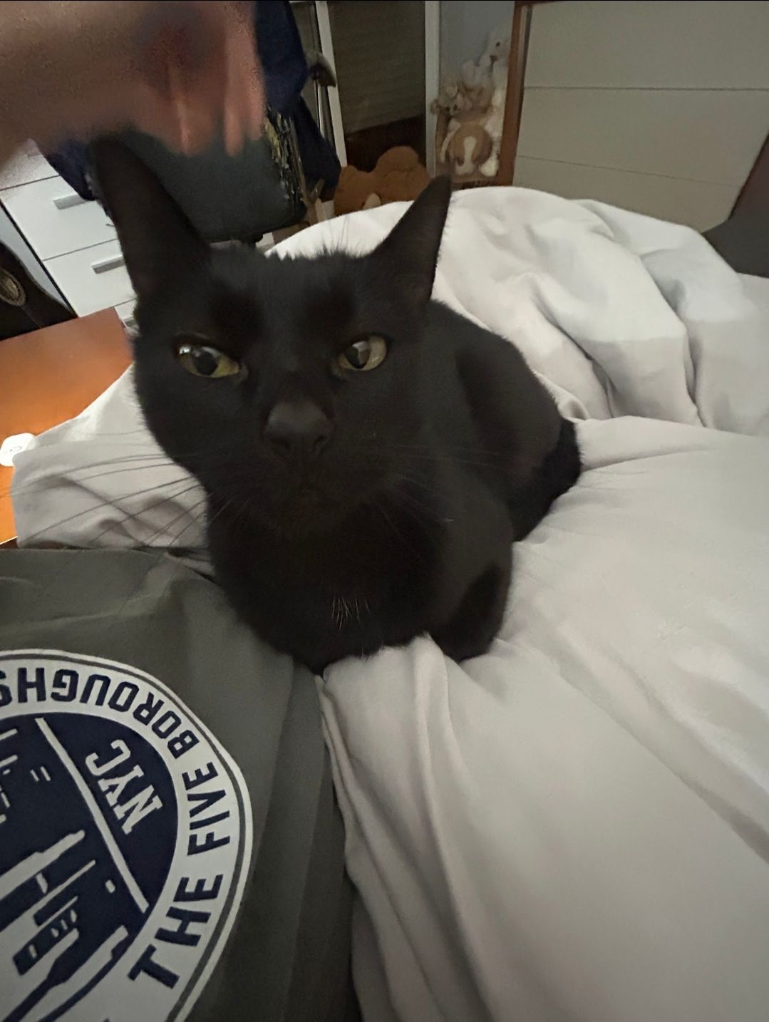 Diana - Rua do Serrado da Bica, Massamá